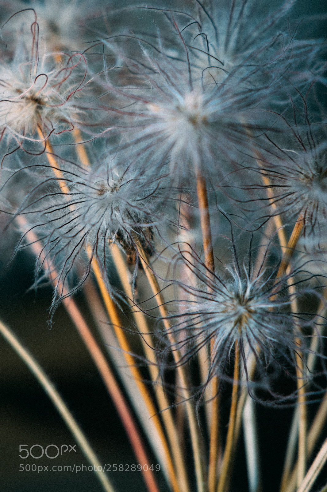 Fujifilm X-T1 sample photo. Fluffy photography