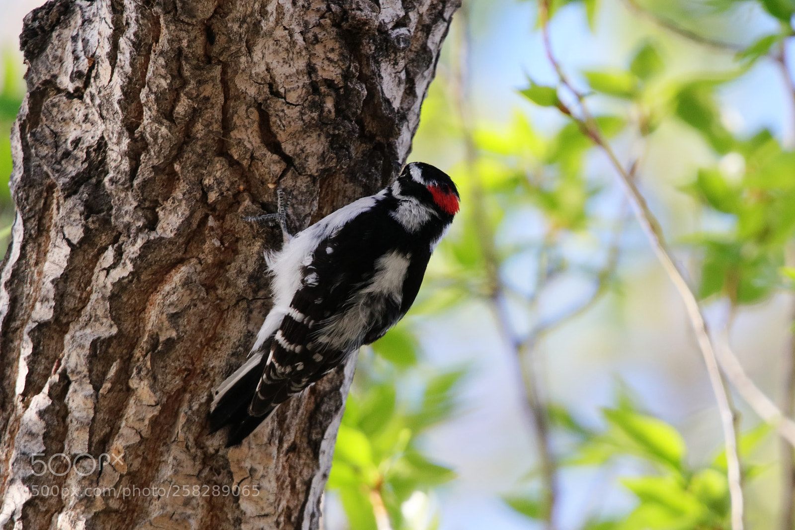 Canon EOS 80D sample photo. Male downy woodpecker photography
