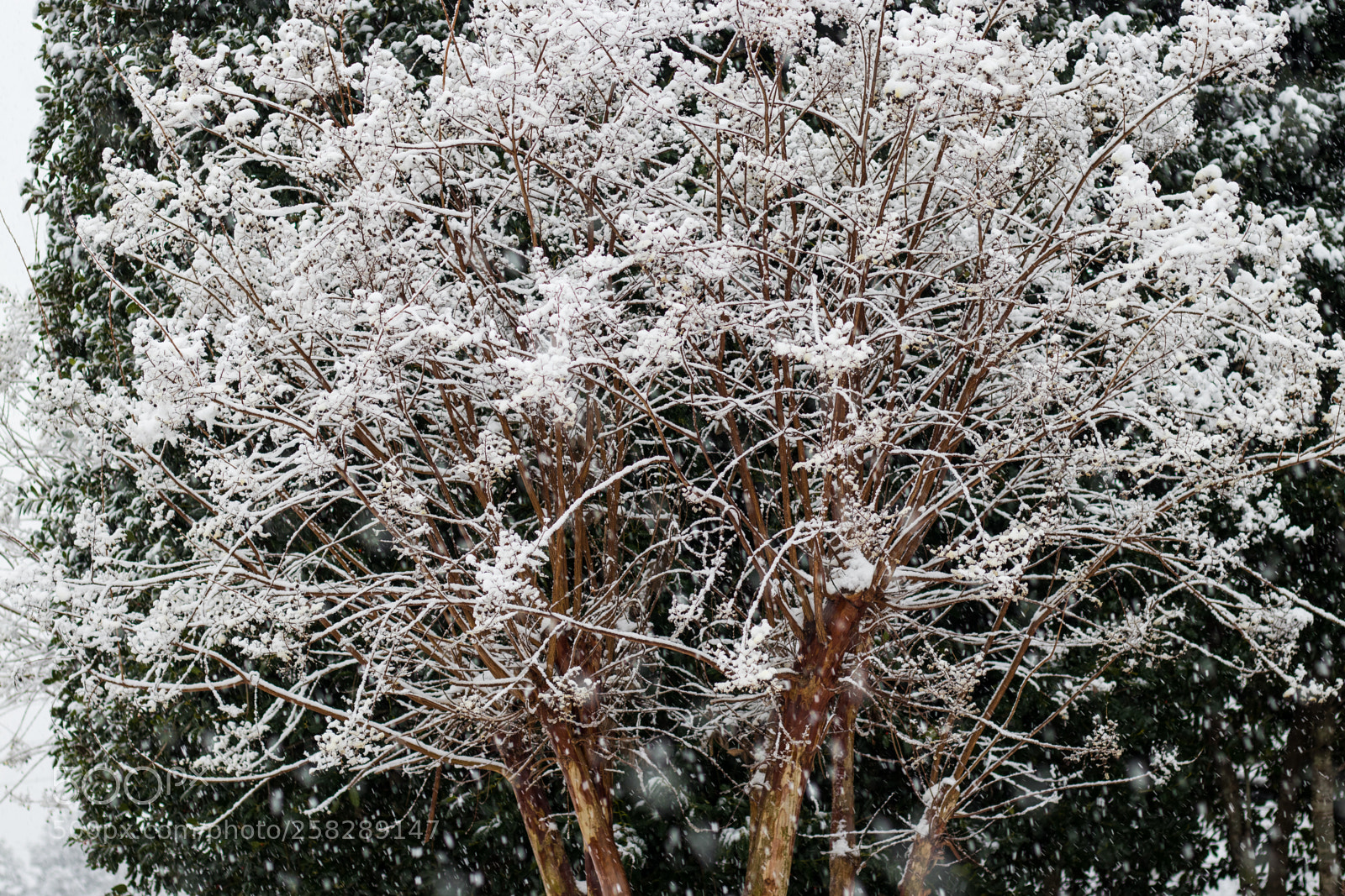 Canon EOS 80D sample photo. Frozen tree photography