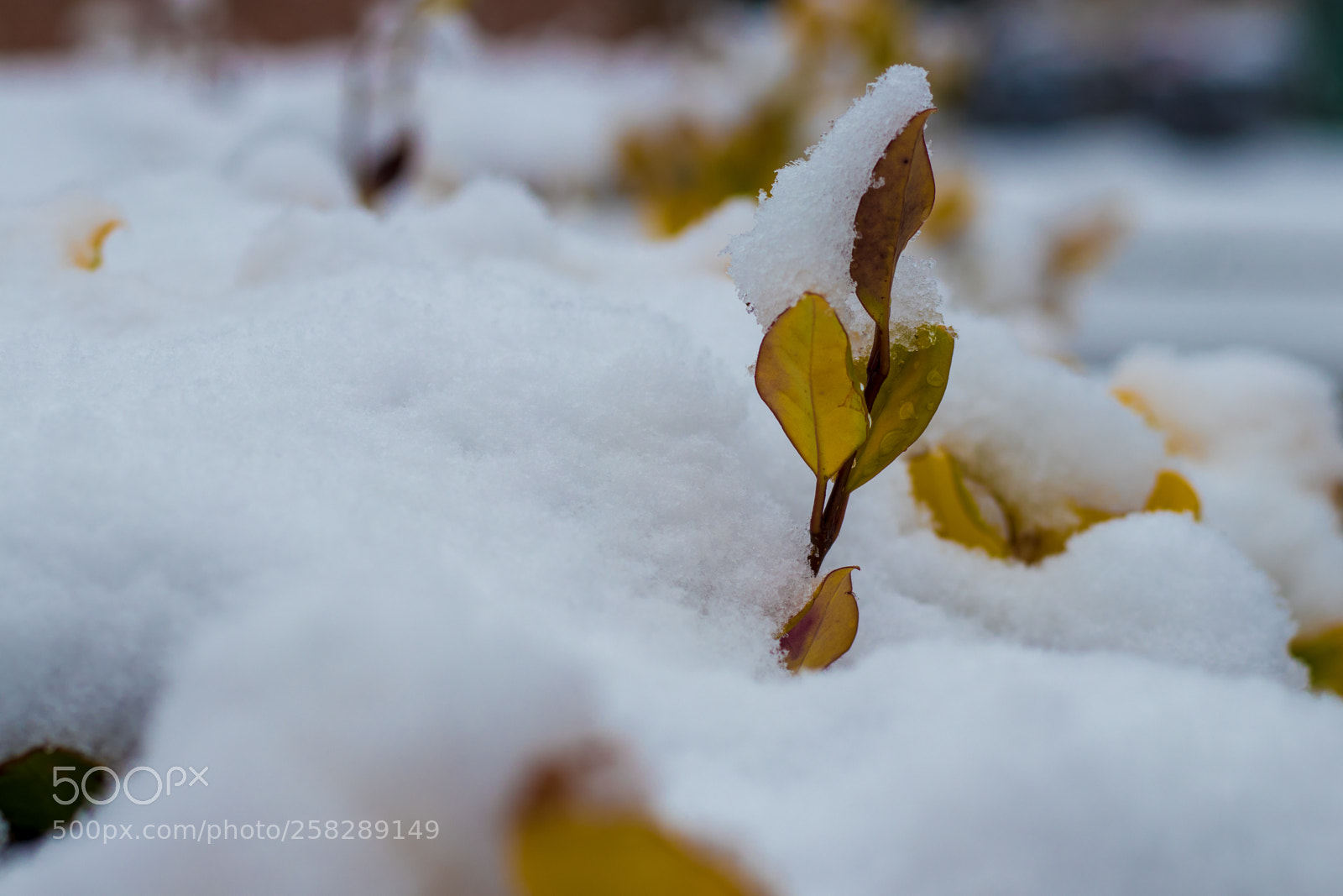 Canon EOS 80D sample photo. Frozen bush photography