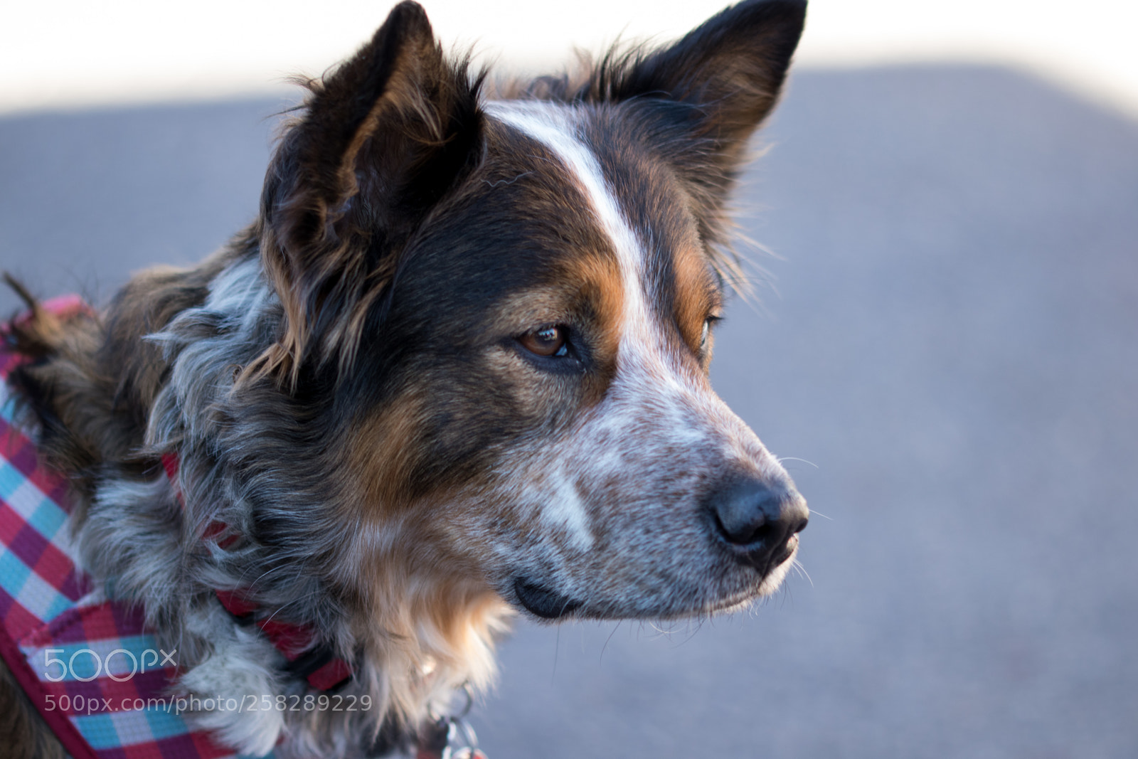 Canon EOS 80D sample photo. Dog portrait photography