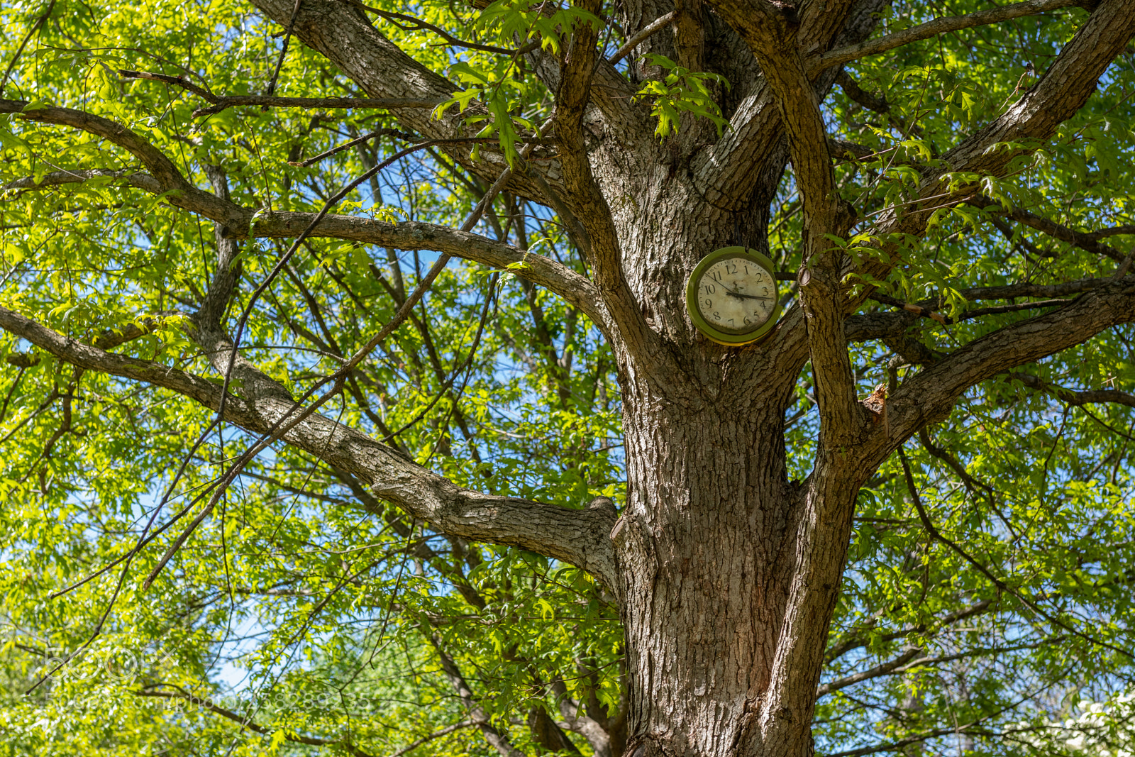 Canon EOS 80D sample photo. Tree clock photography
