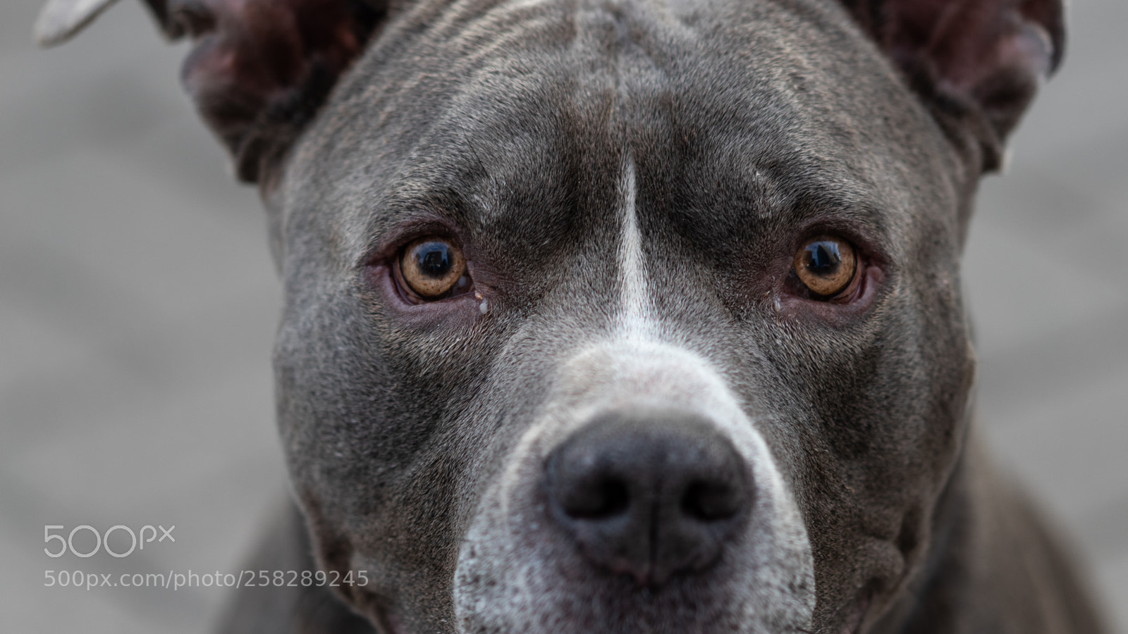 Canon EOS 80D sample photo. Pit bull photography