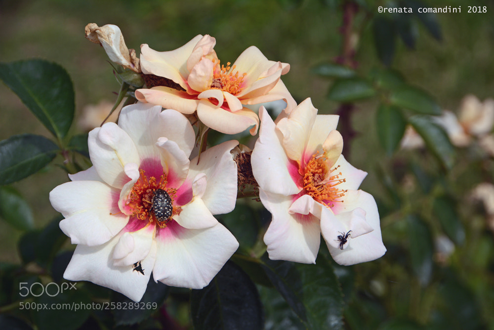 Nikon D5200 sample photo. Nuove rose photography