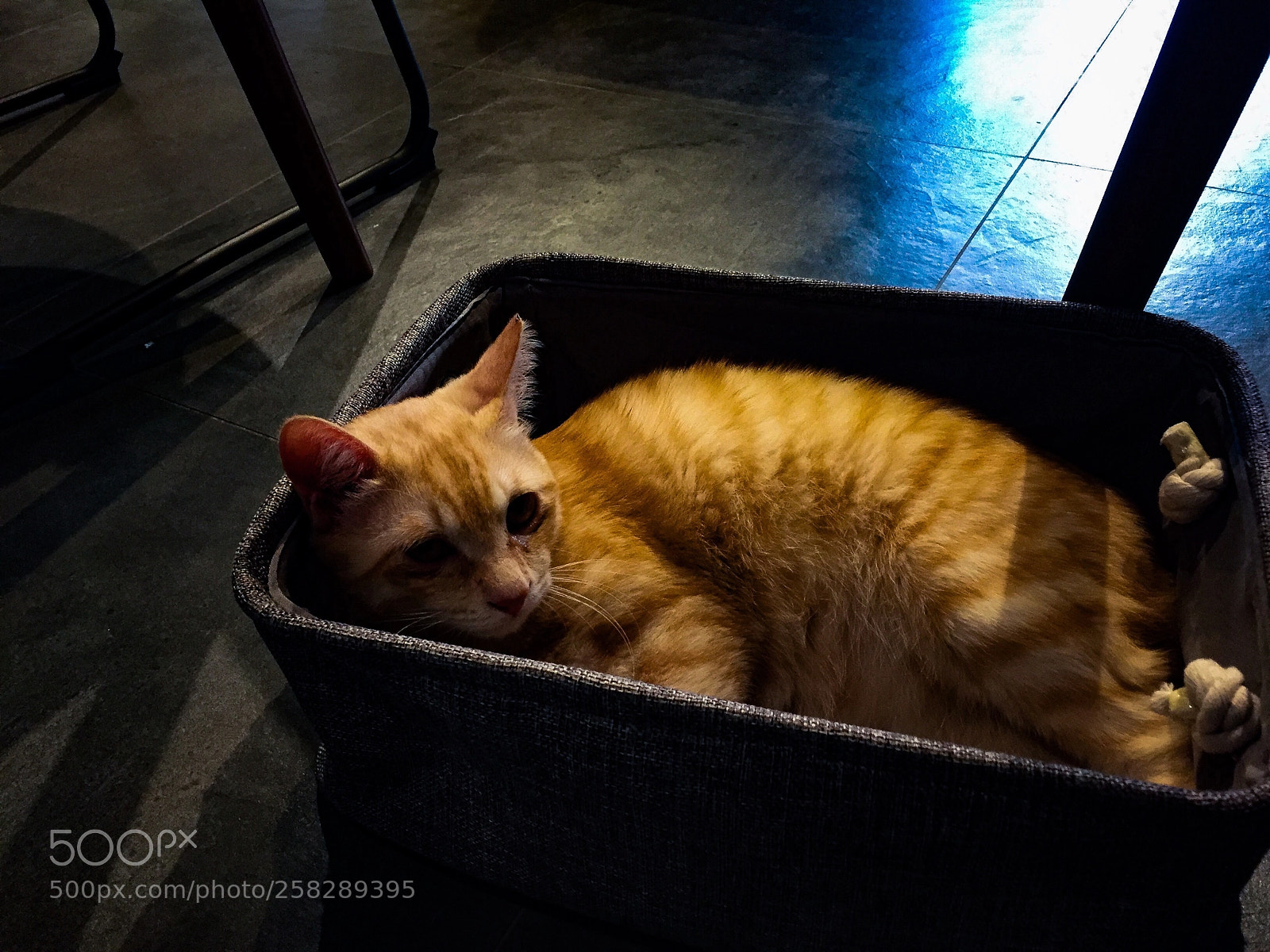 Apple iPhone 6 sample photo. Cat in the box photography
