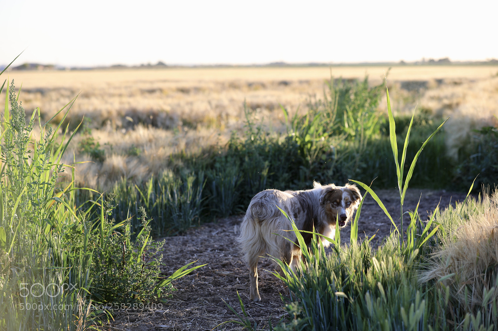 Canon EOS 5D Mark IV sample photo. Farm dog photography