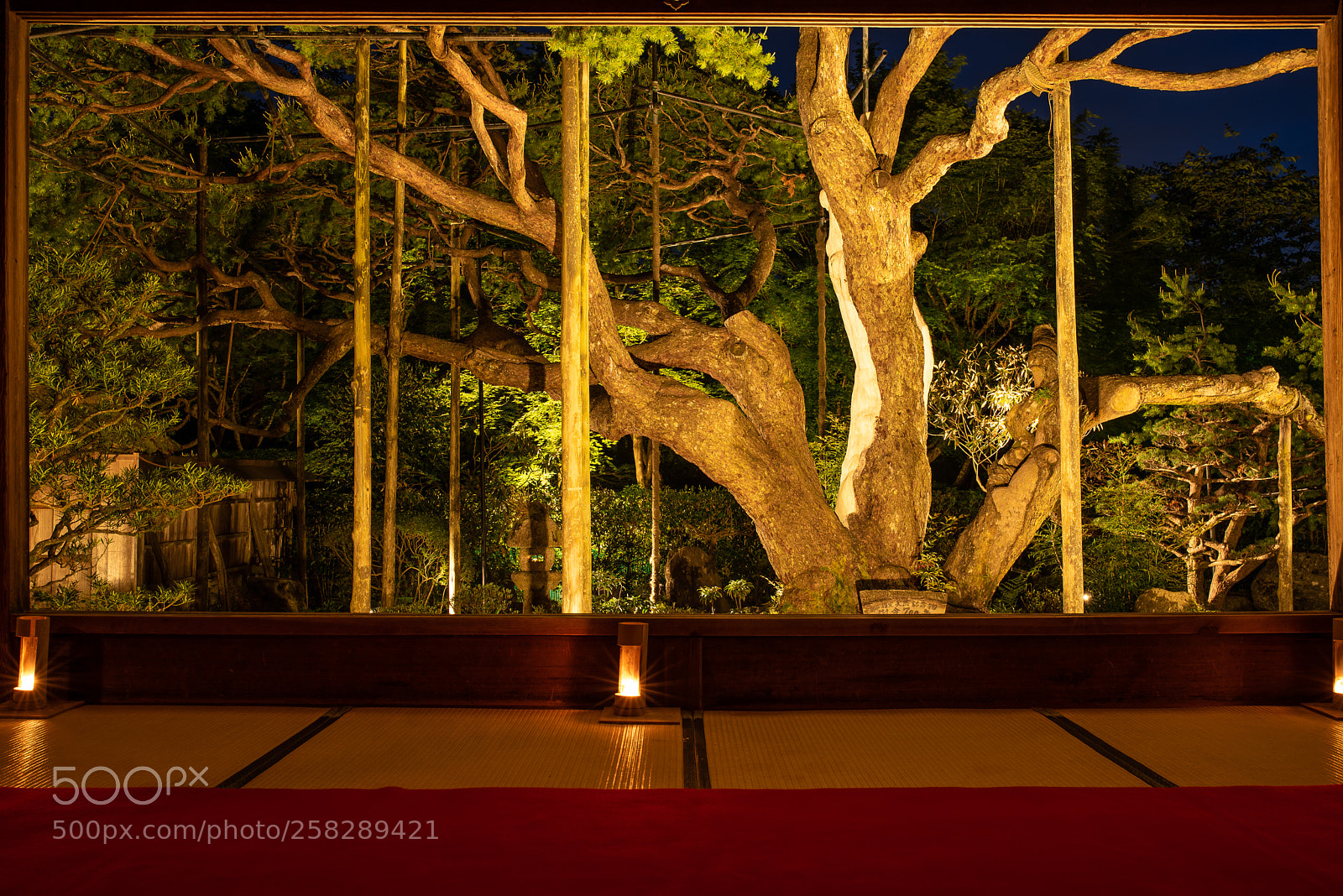 Nikon D750 sample photo. Japanese garden at night photography