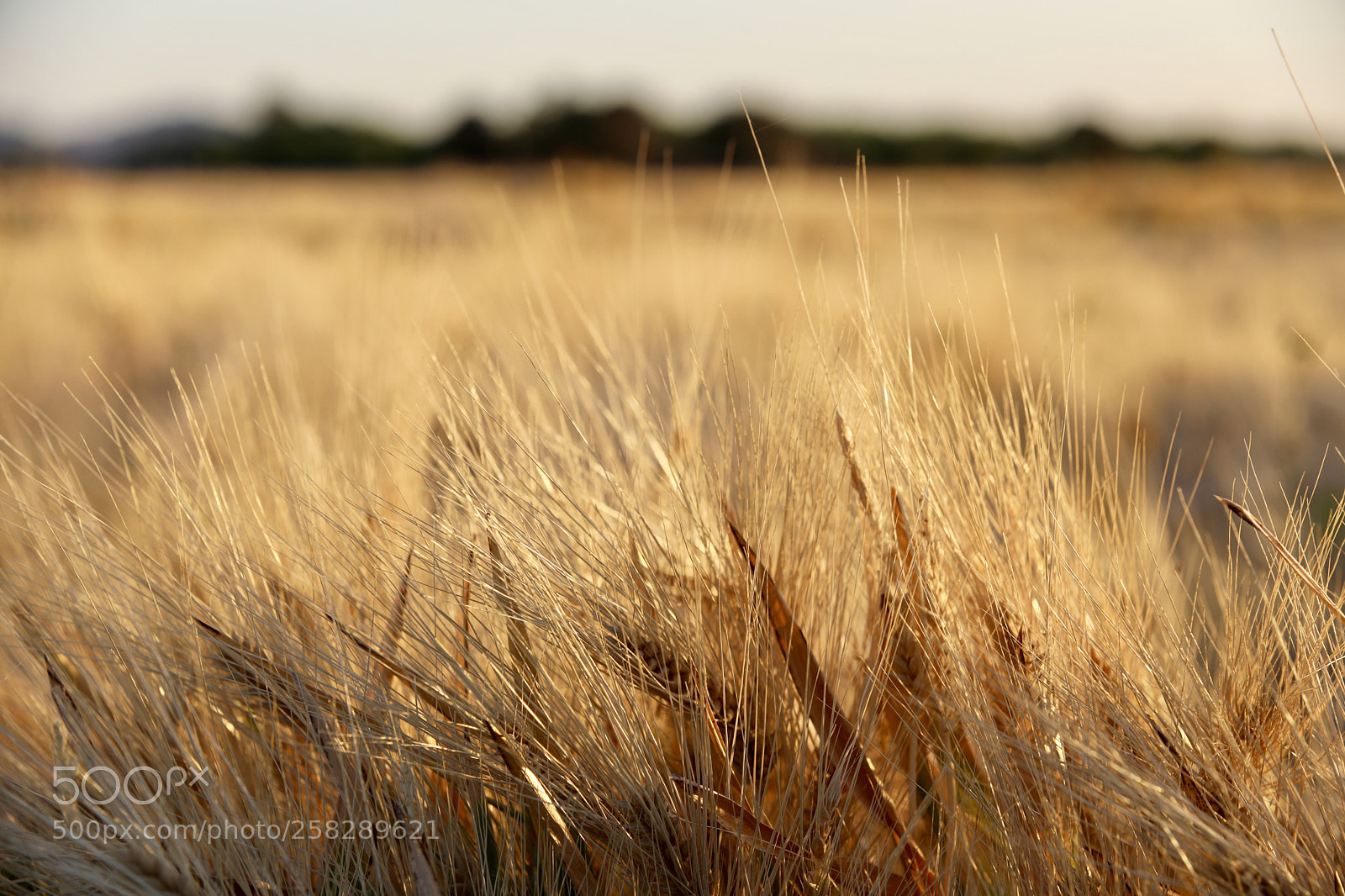 Canon EOS 5D Mark IV sample photo. Golden barley photography