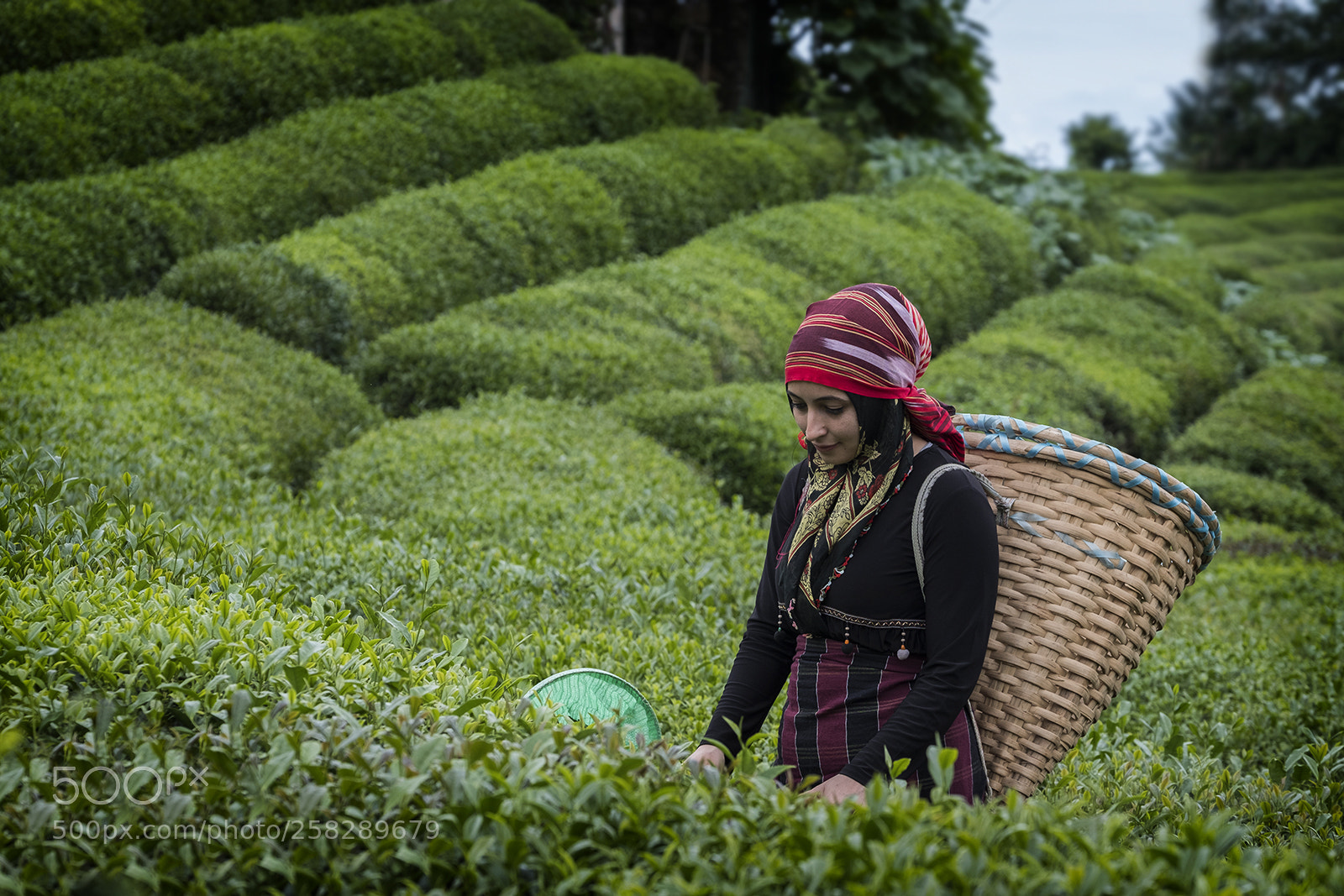 Fujifilm X-T2 sample photo. Harvest photography