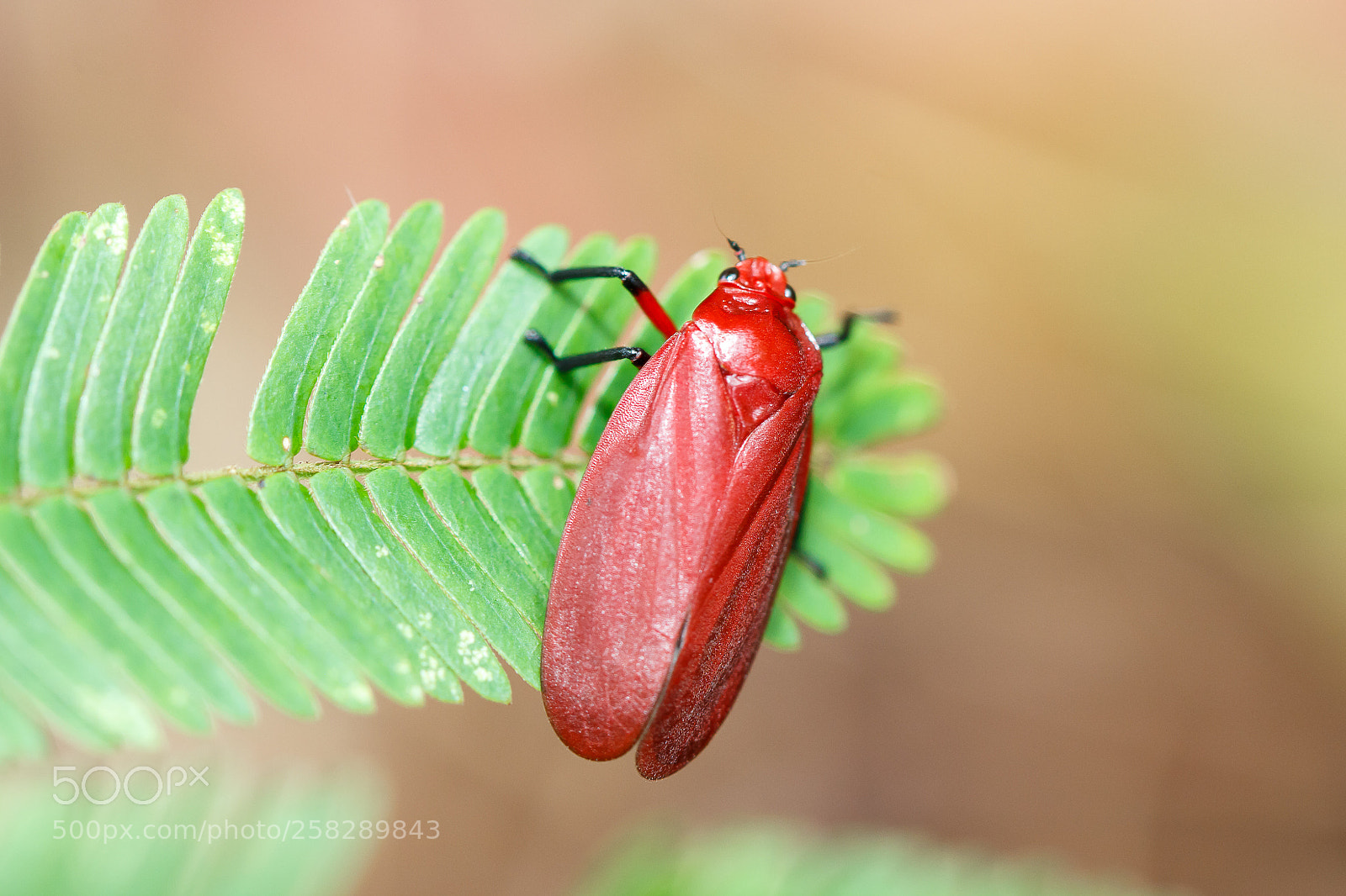 Canon EOS 650D (EOS Rebel T4i / EOS Kiss X6i) sample photo. Maxantonia rubescens photography