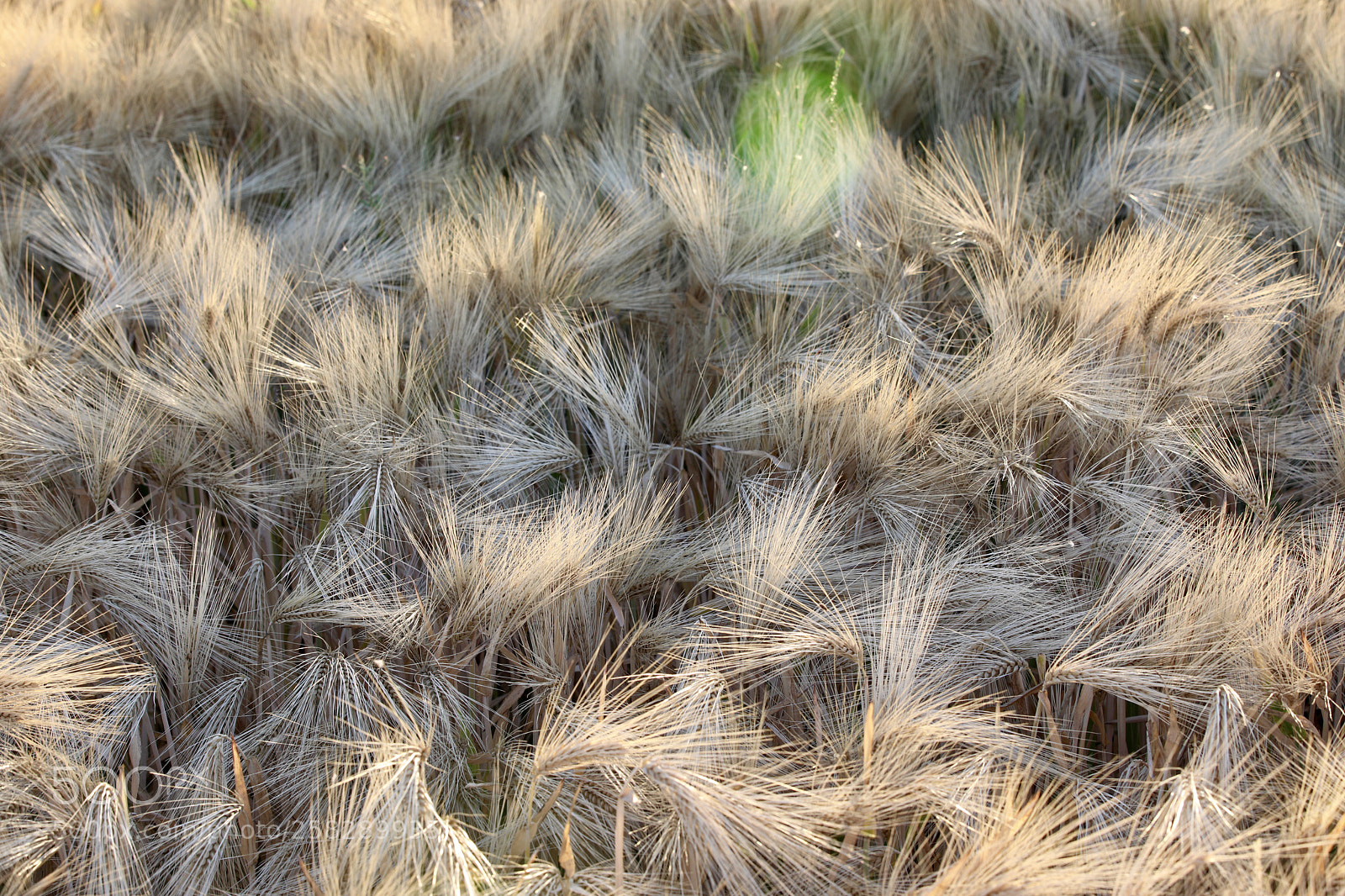 Canon EOS 5D Mark IV sample photo. Swirls of barley  photography
