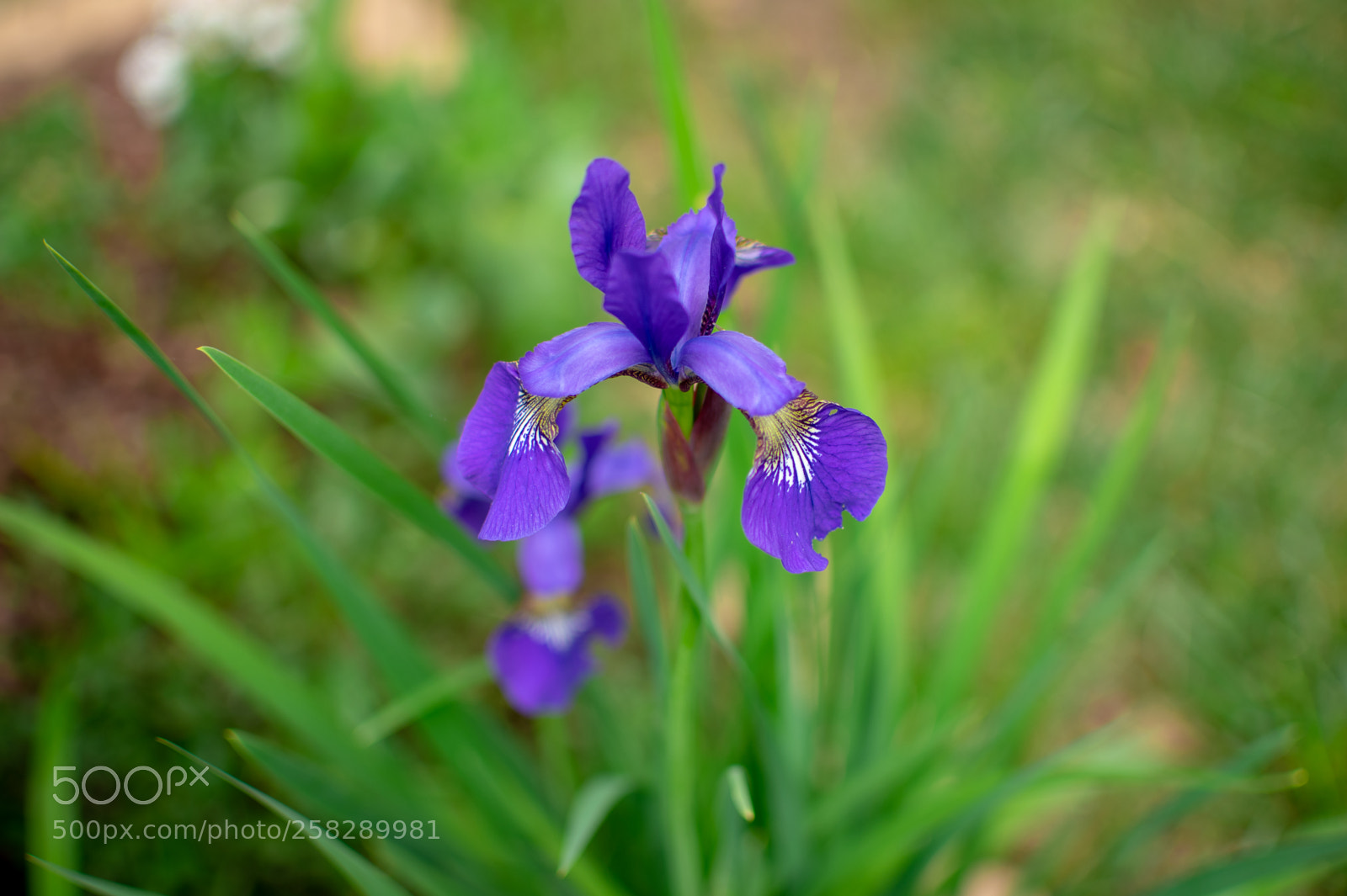 Nikon D850 sample photo. Purple iris photography