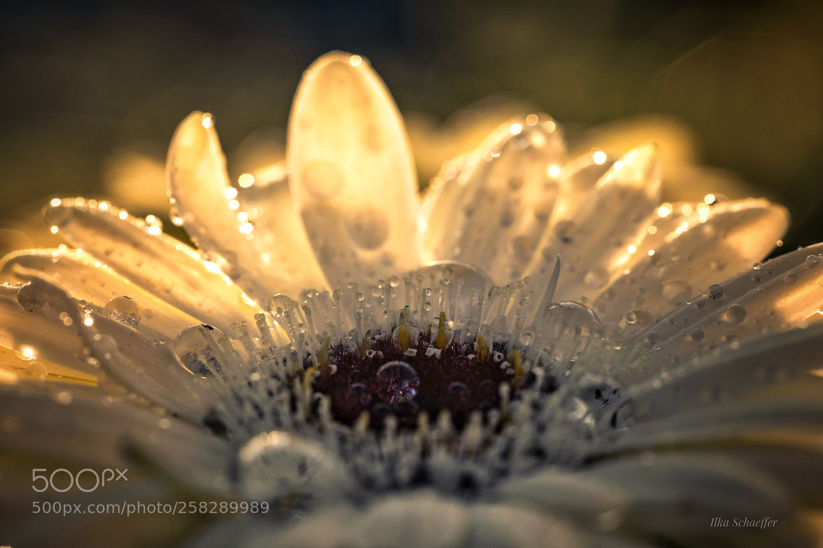 Canon EOS 5D Mark IV sample photo. Auf der blume photography