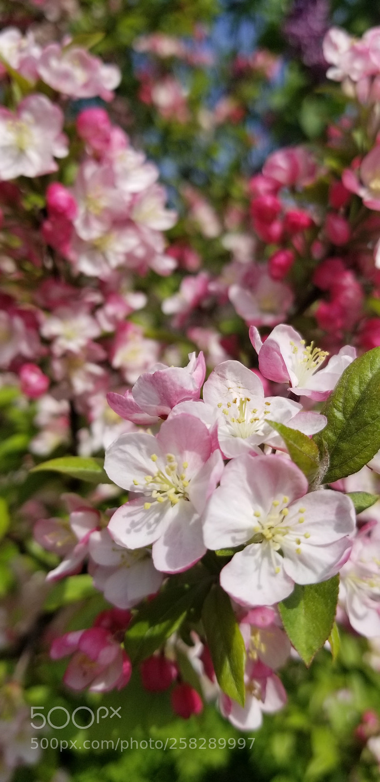 Samsung Galaxy S8 sample photo. Festival flowers photography
