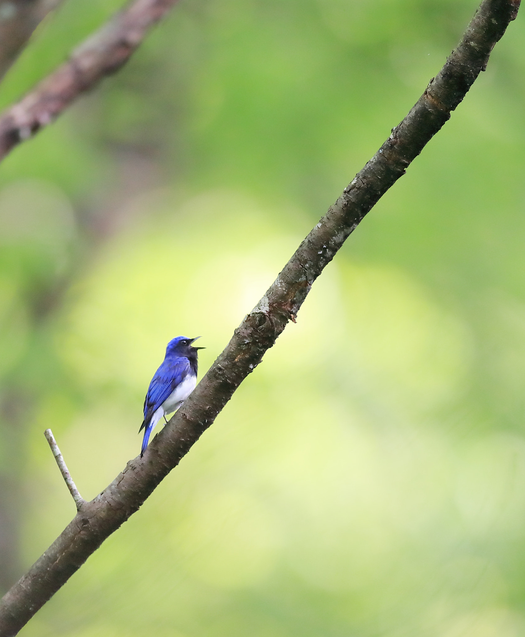 Canon EF 400mm F2.8L IS II USM sample photo. オオルリ blue-and-white flycatcher photography