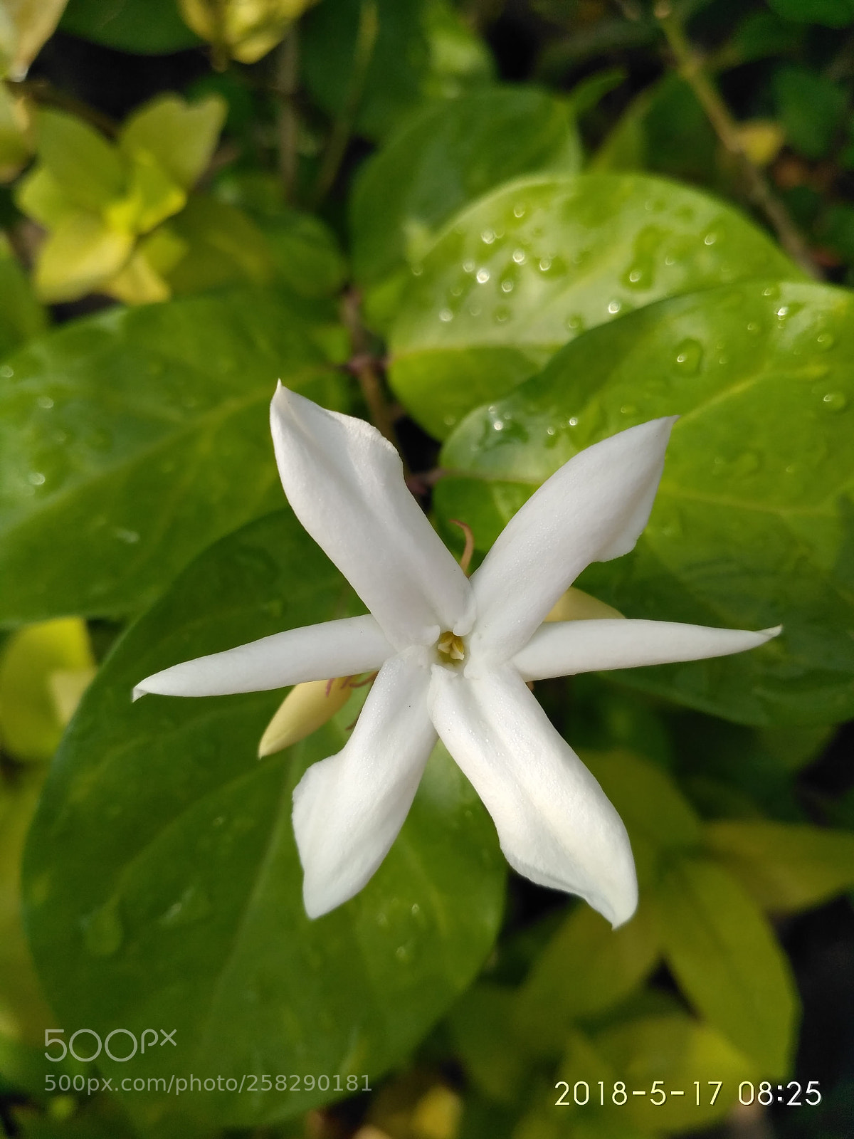 Xiaomi Redmi 3S sample photo. White beauty photography