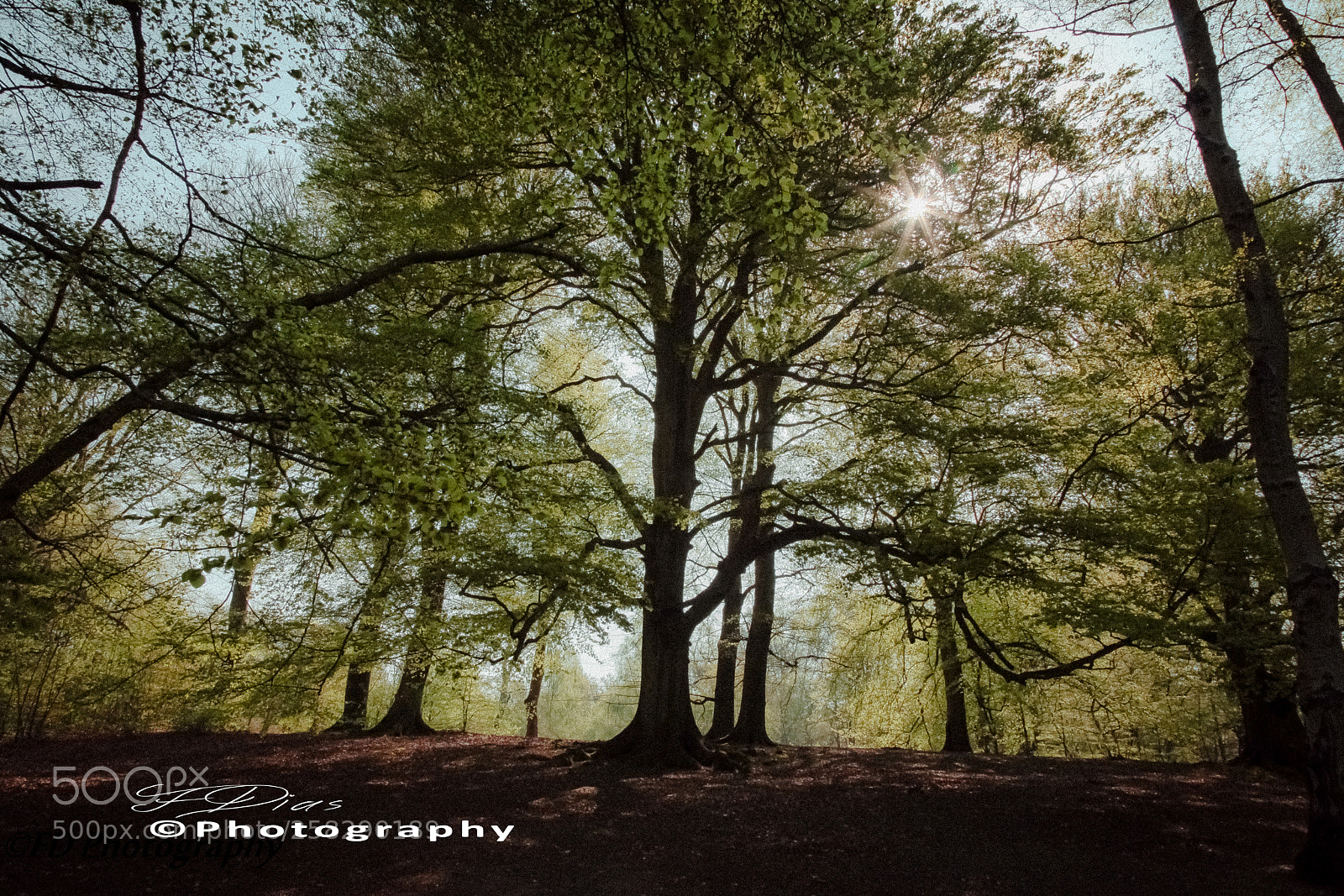 Canon EOS 5D Mark II sample photo. Tree with rays coming photography