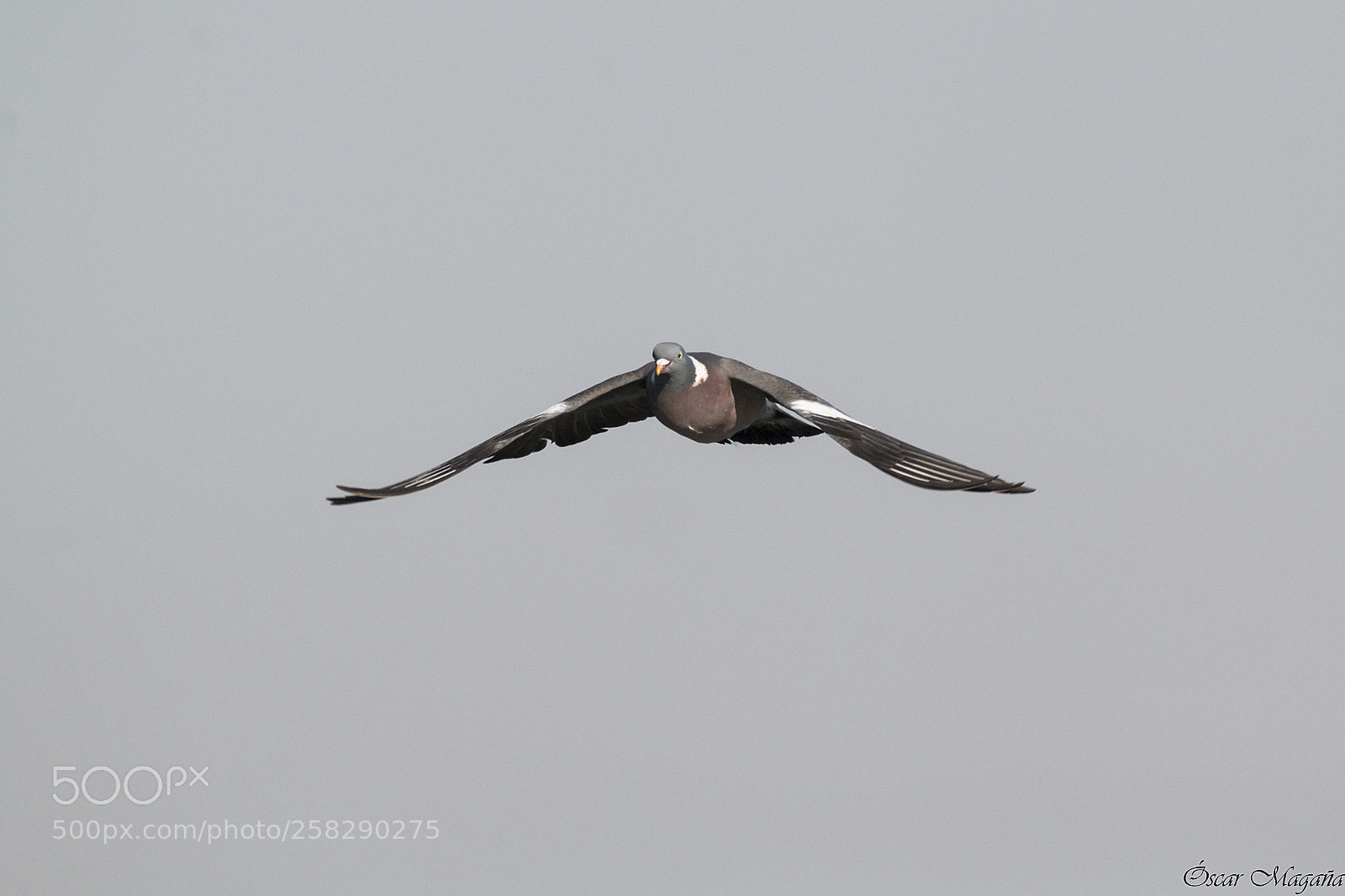 Canon EOS 70D sample photo. Columba palumbus - common photography