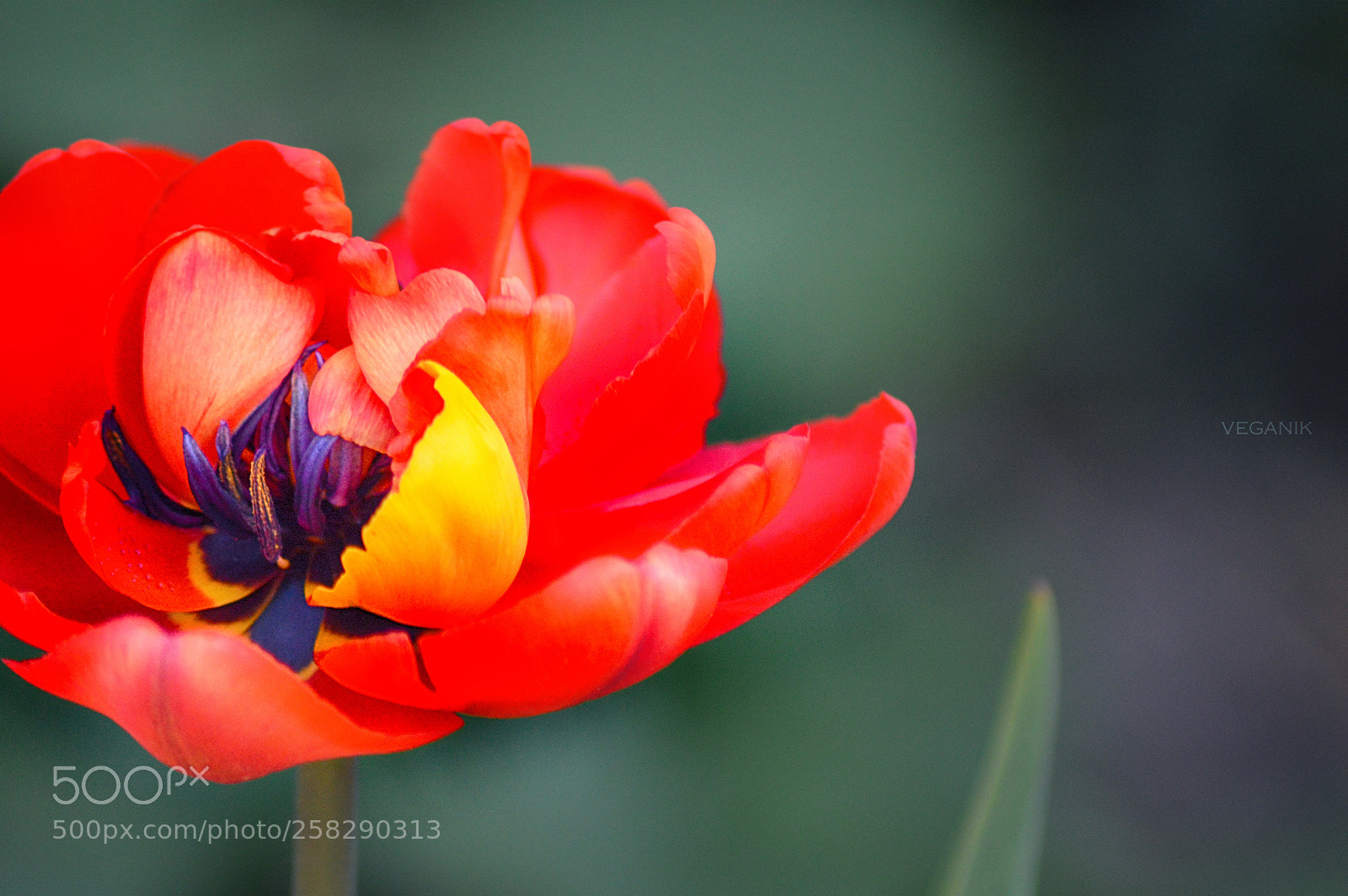 Nikon D3200 sample photo. .... photography