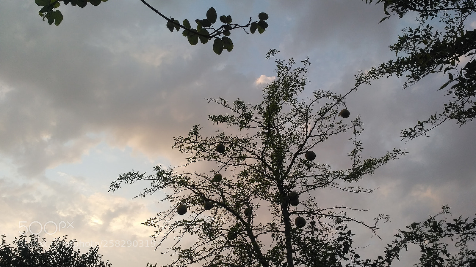 Xiaomi Redmi 3S sample photo. Untitled photography