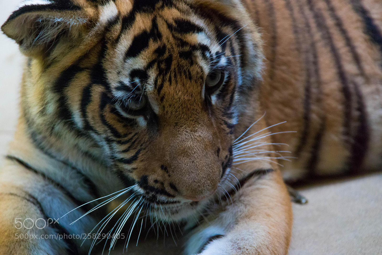 Canon EOS 80D sample photo. Litle tiger photography
