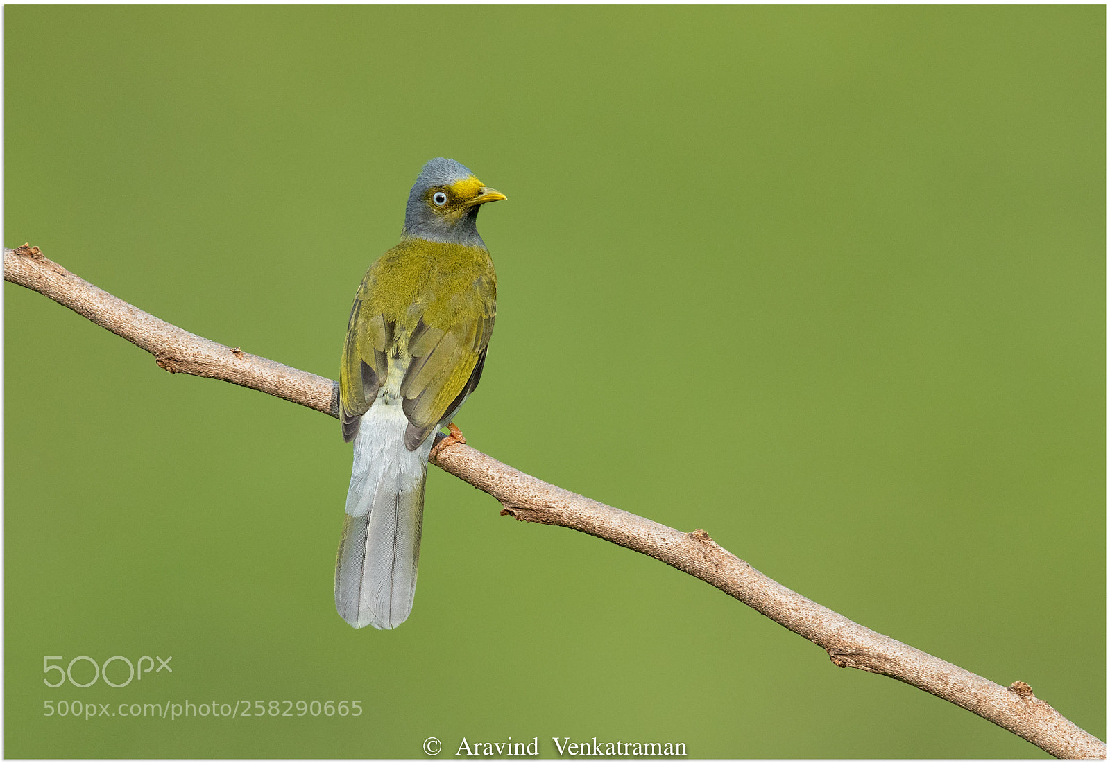 Canon EOS 7D Mark II sample photo. Grey headed bulbul photography