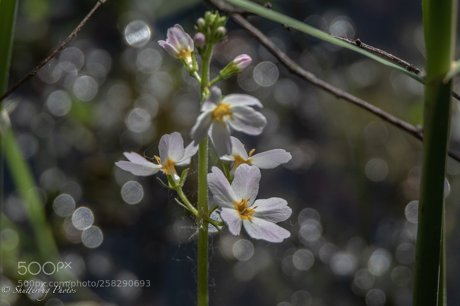 Canon EOS 80D sample photo. Bokeh photography