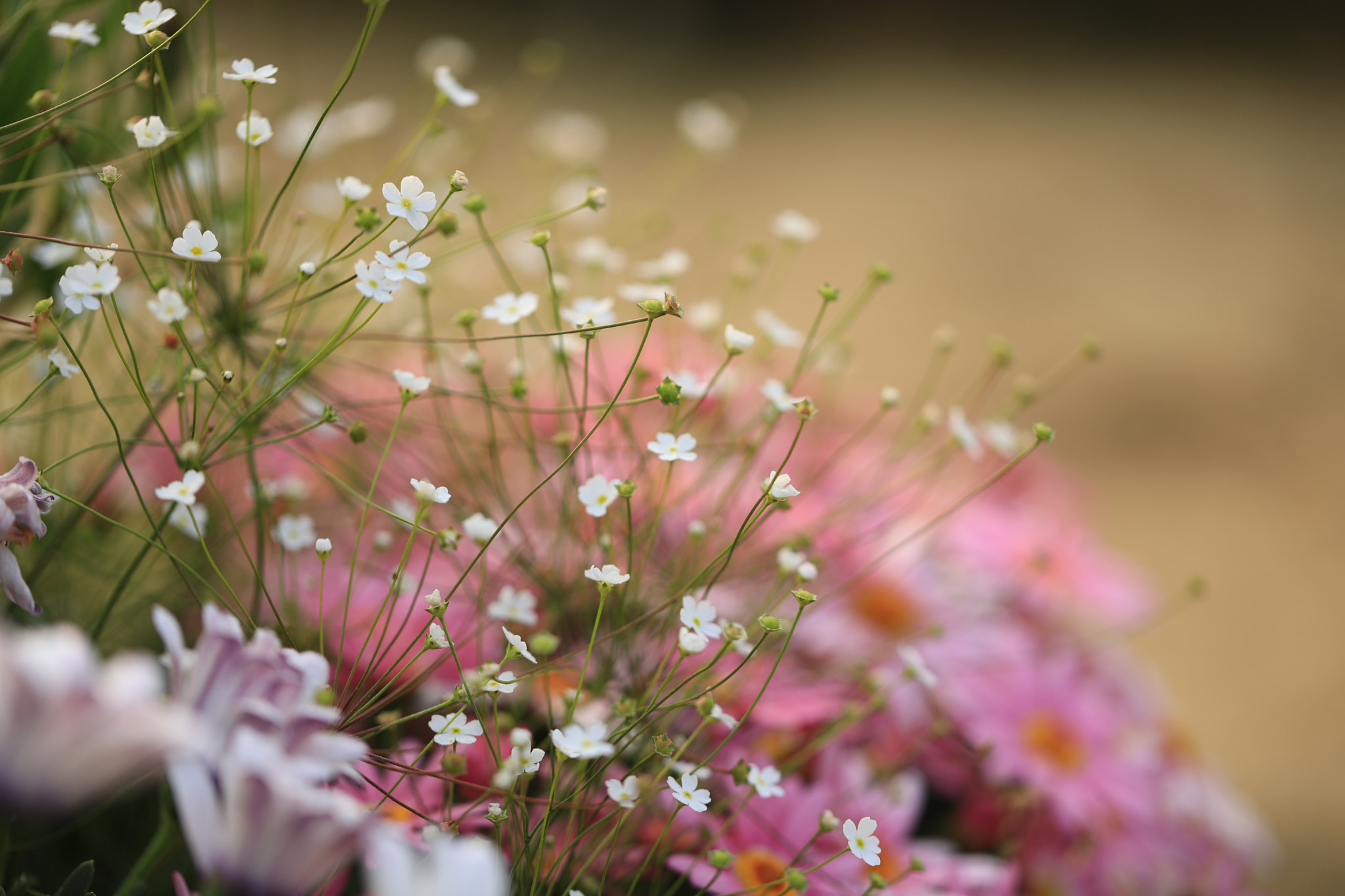 Canon EOS 5D Mark IV + Canon EF 100mm F2.8L Macro IS USM sample photo. Umbellate rockjasmine 봄맞이 꽃 photography