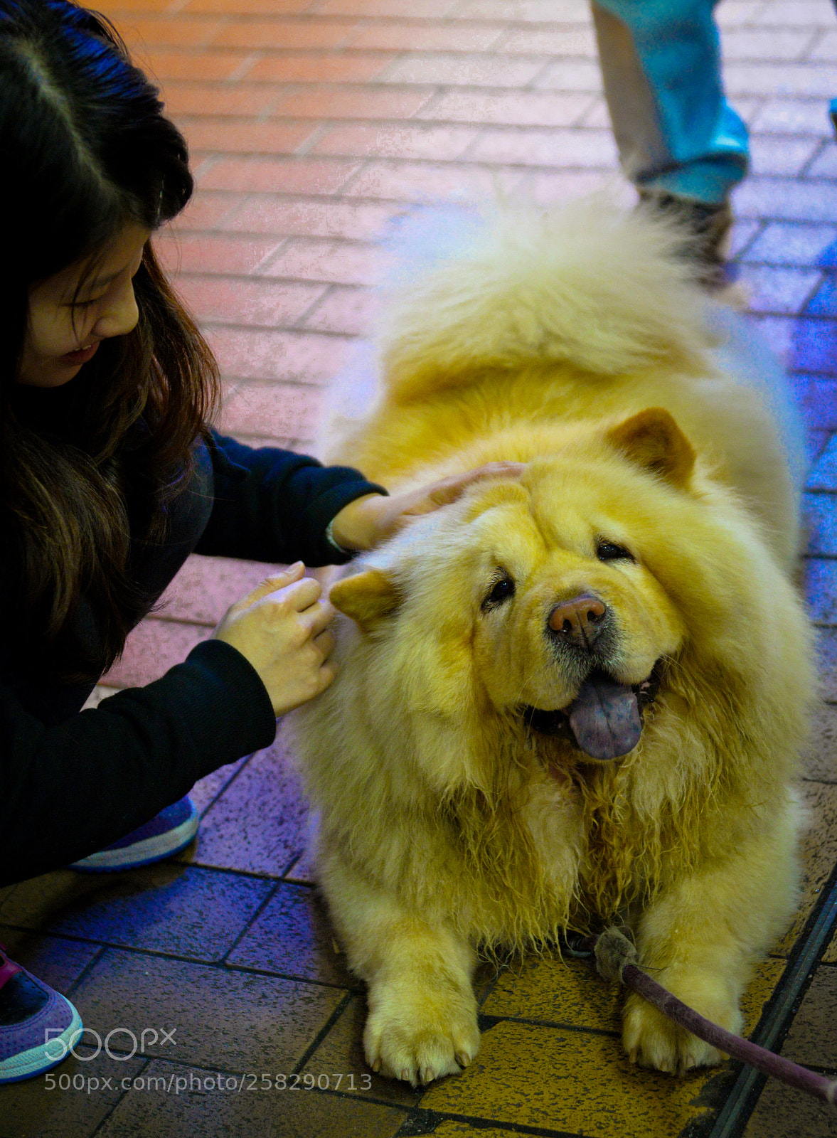 Nikon D610 sample photo. Girl and lion photography