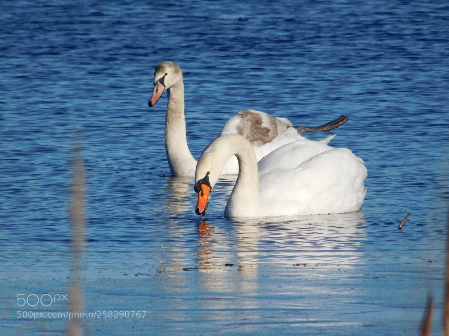 Nikon Coolpix L840 sample photo. Swans  photography