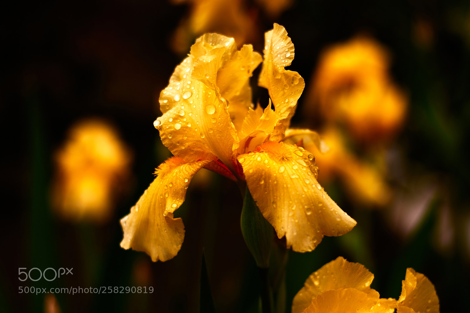 Nikon D7200 sample photo. Flower photography