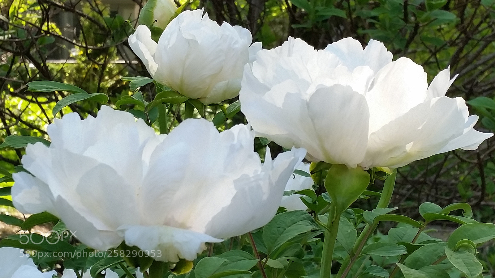 Samsung Galaxy S5 sample photo. Tree peony in full photography