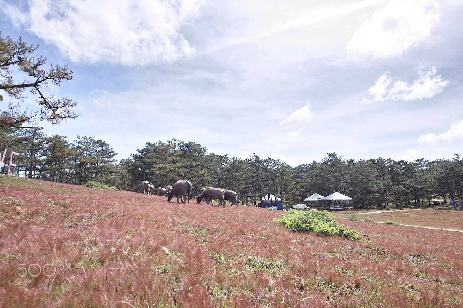 Sigma SD1 Merrill sample photo. Pink grass hill in dalat photography