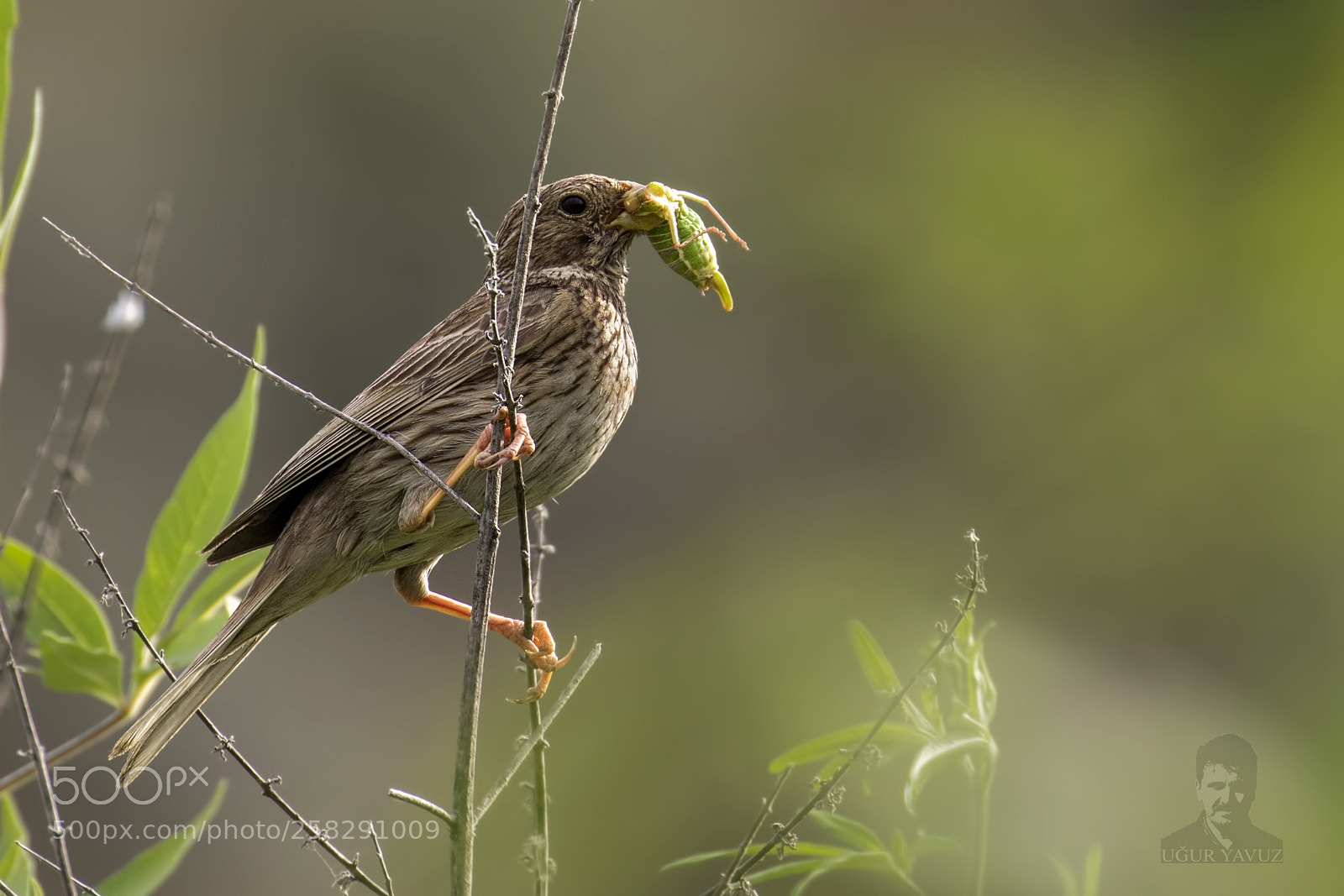 Canon EOS 7D Mark II sample photo. Field fishing photography
