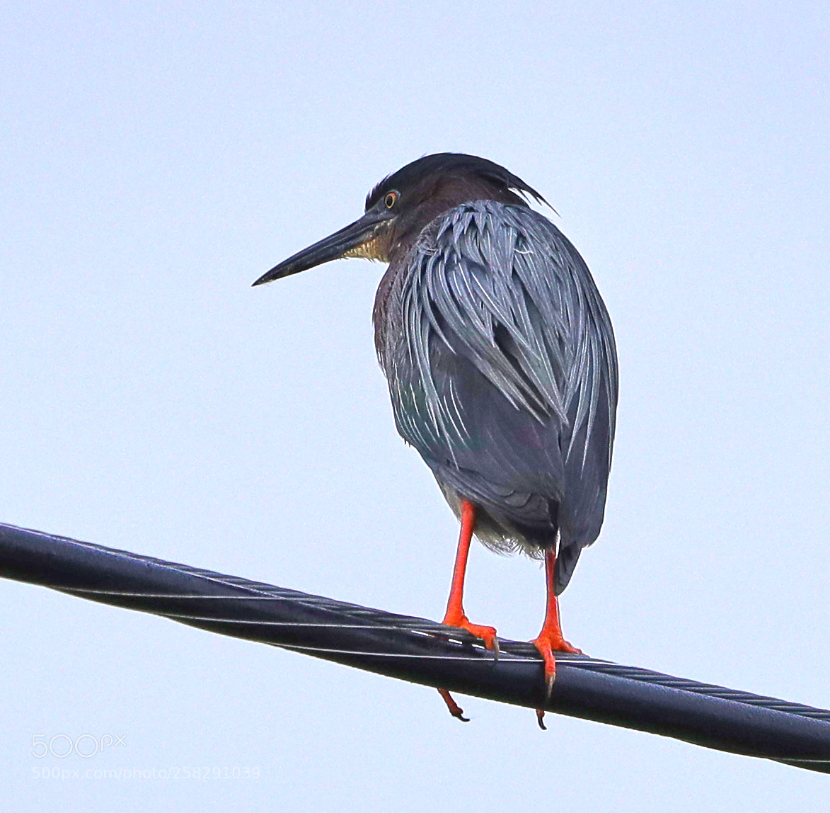 Canon EOS-1D X Mark II sample photo. 05-17-18-0018500.jpg photography