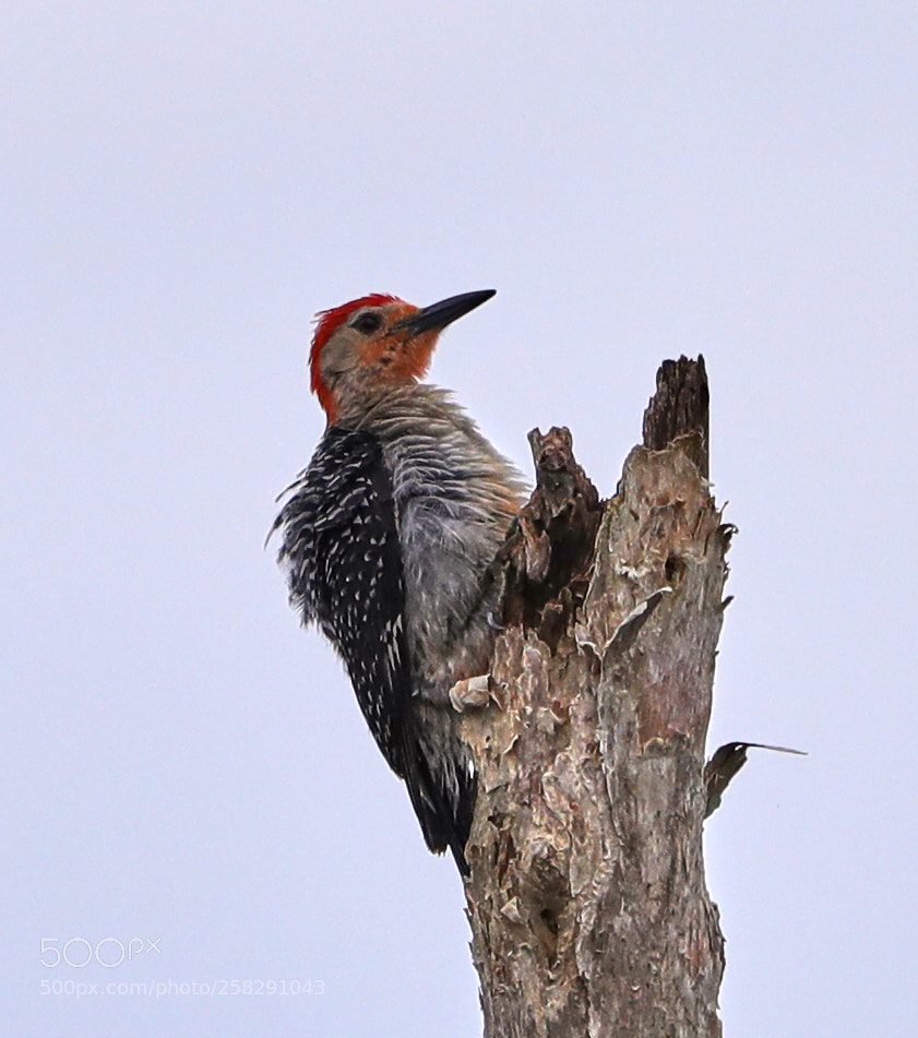 Canon EOS-1D X Mark II sample photo. 05-17-18-0018498.jpg photography