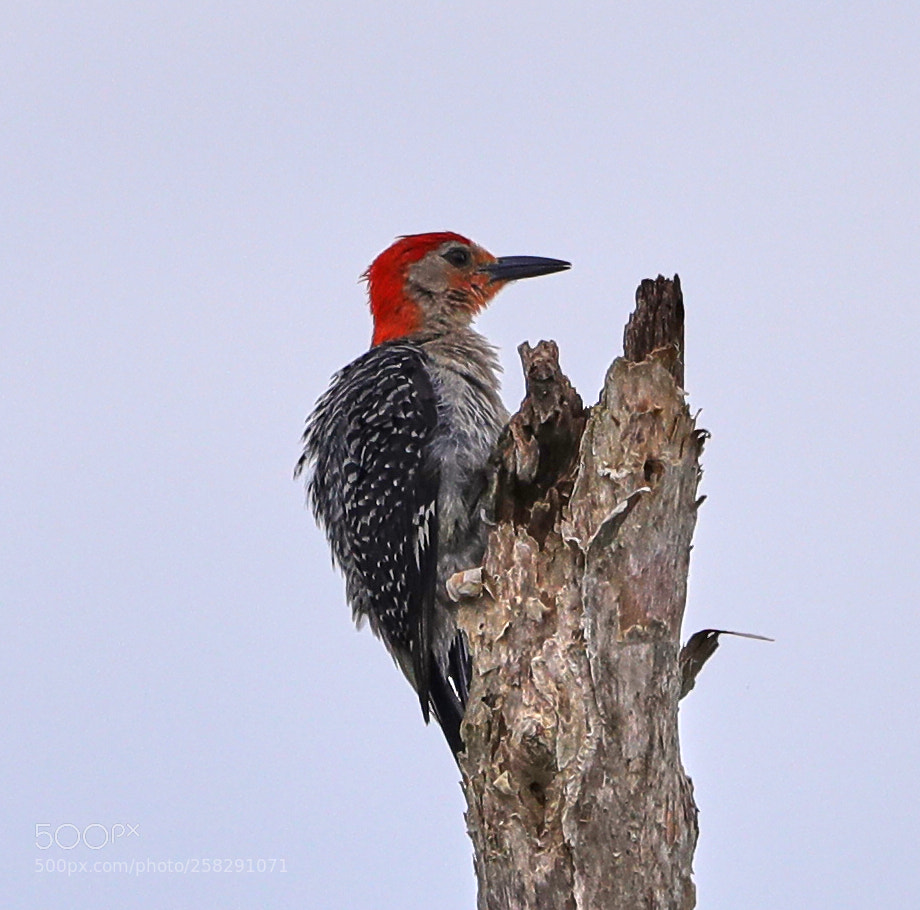 Canon EOS-1D X Mark II sample photo. 05-17-18-0018494.jpg photography
