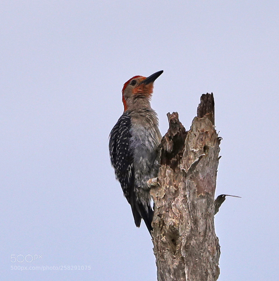 Canon EOS-1D X Mark II sample photo. 05-17-18-0018492.jpg photography
