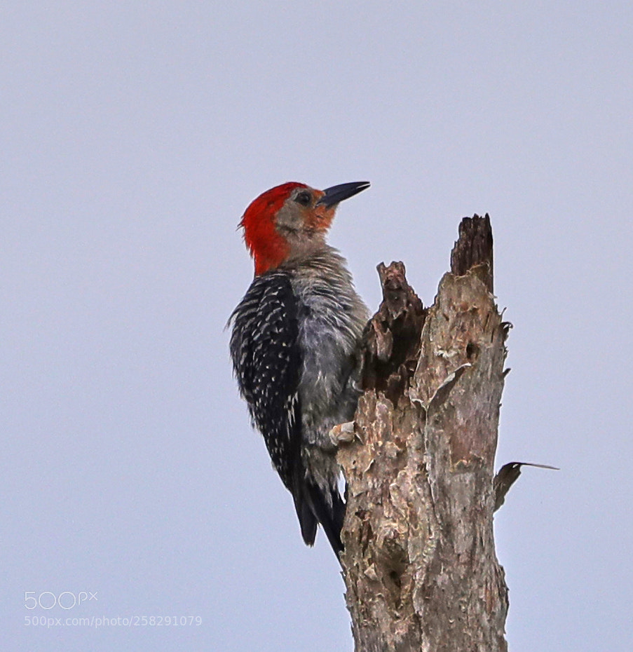 Canon EOS-1D X Mark II sample photo. 05-17-18-0018491.jpg photography