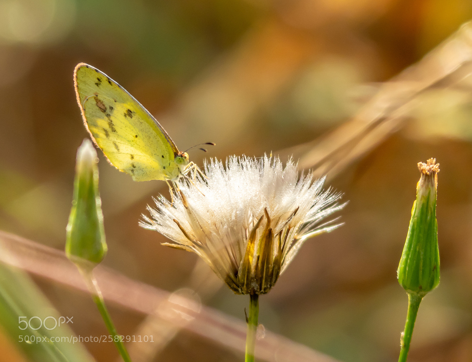 Olympus OM-D E-M1 Mark II sample photo. Butterfly photography