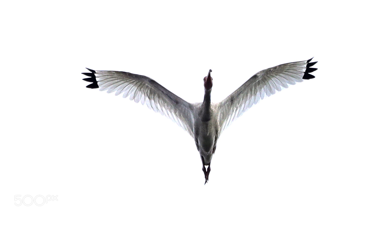 Canon EOS-1D X Mark II sample photo. 05-17-18-0018482.jpg photography
