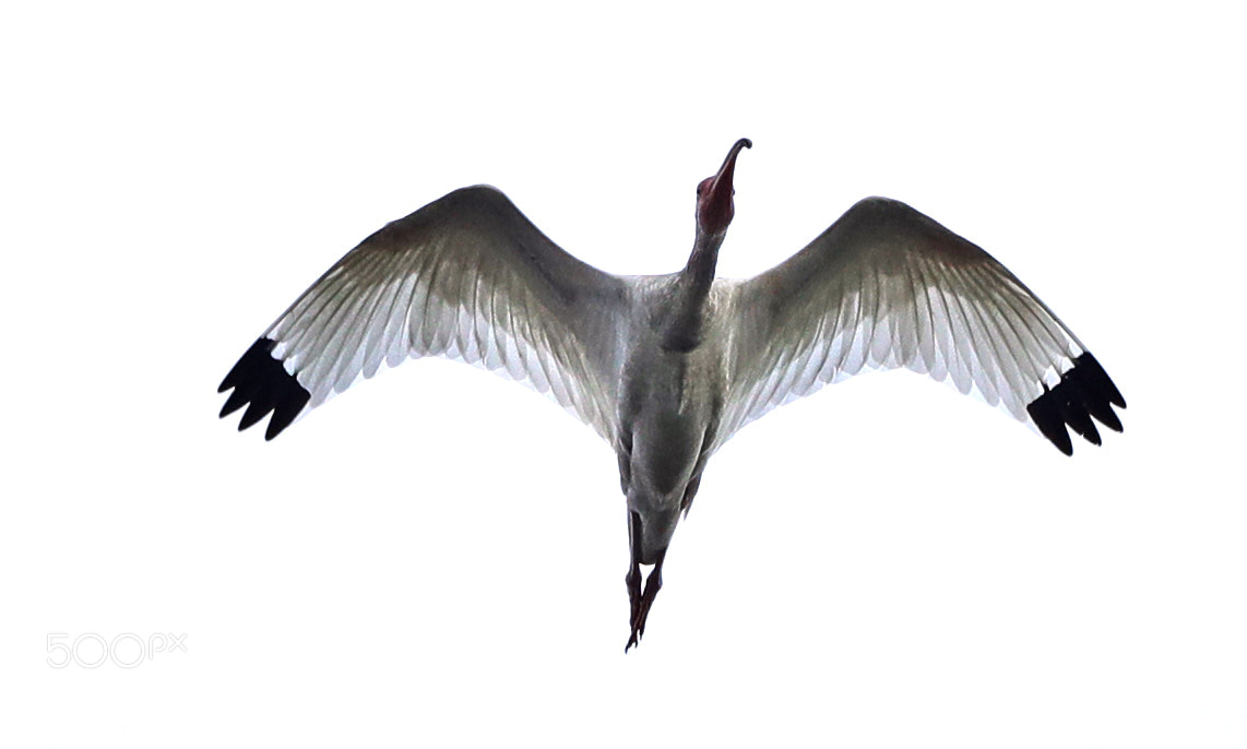 Canon EOS-1D X Mark II sample photo. 05-17-18-0018481.jpg photography