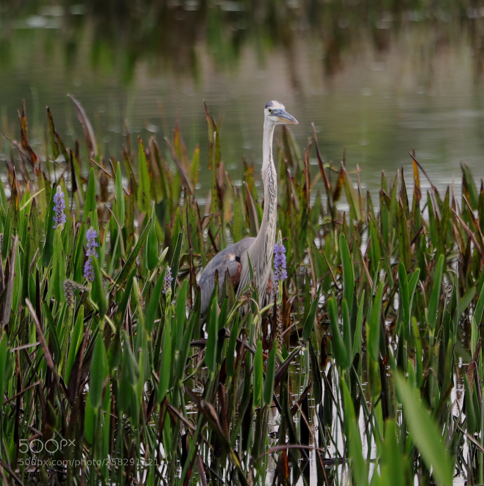 Canon EOS-1D X Mark II sample photo. 05-17-18-0018480.jpg photography