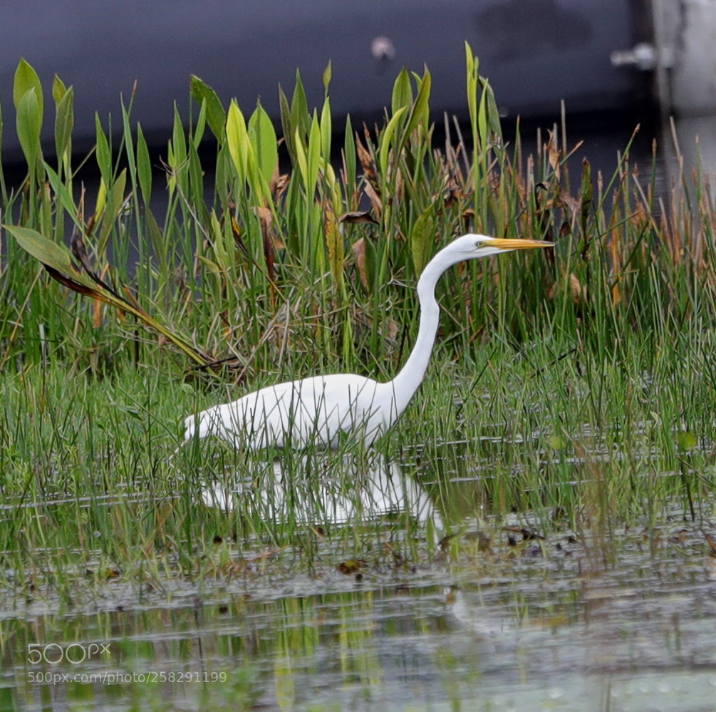 Canon EOS-1D X Mark II sample photo. 05-17-18-0018475.jpg photography