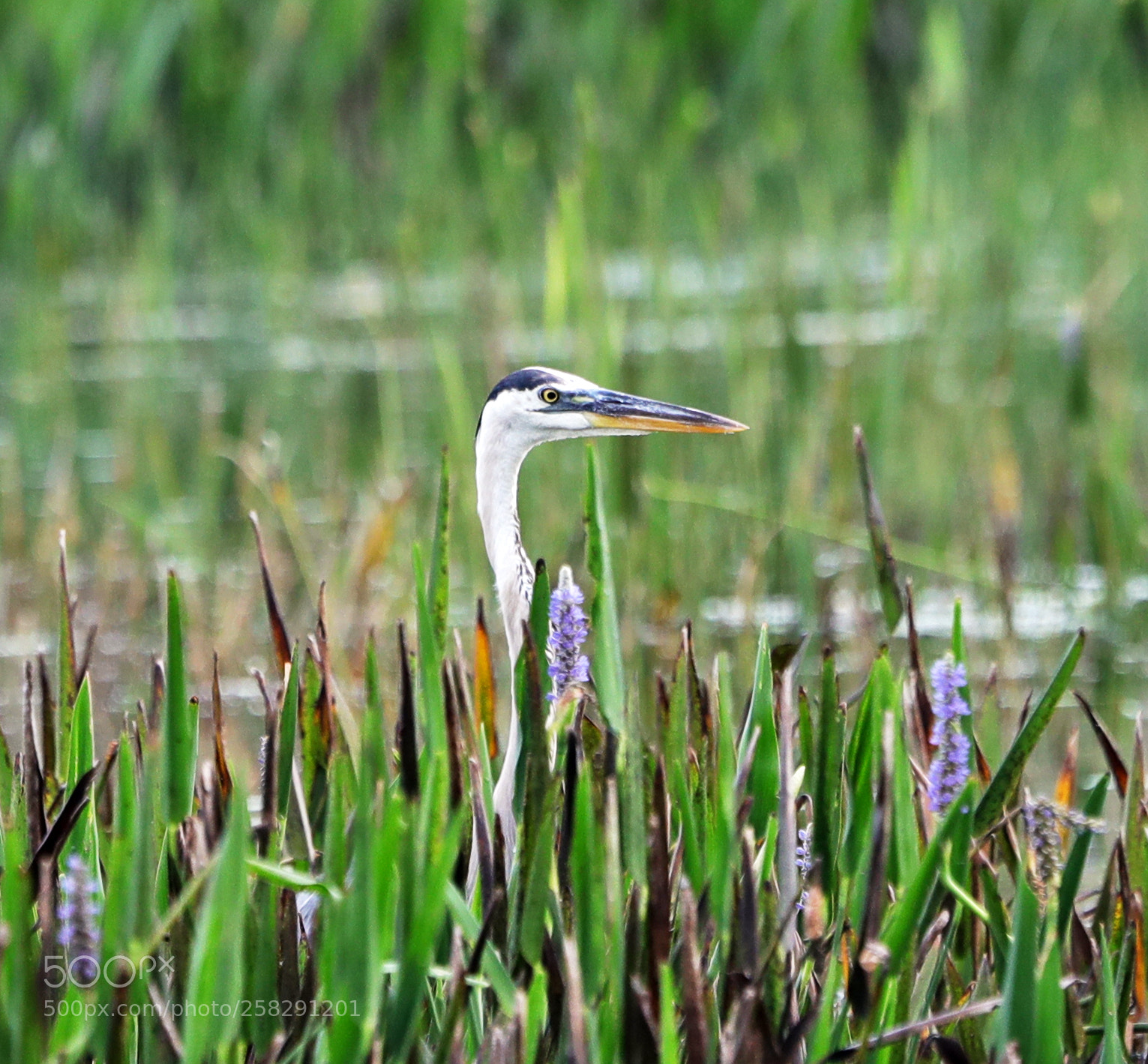 Canon EOS-1D X Mark II sample photo. 05-17-18-0018474.jpg photography