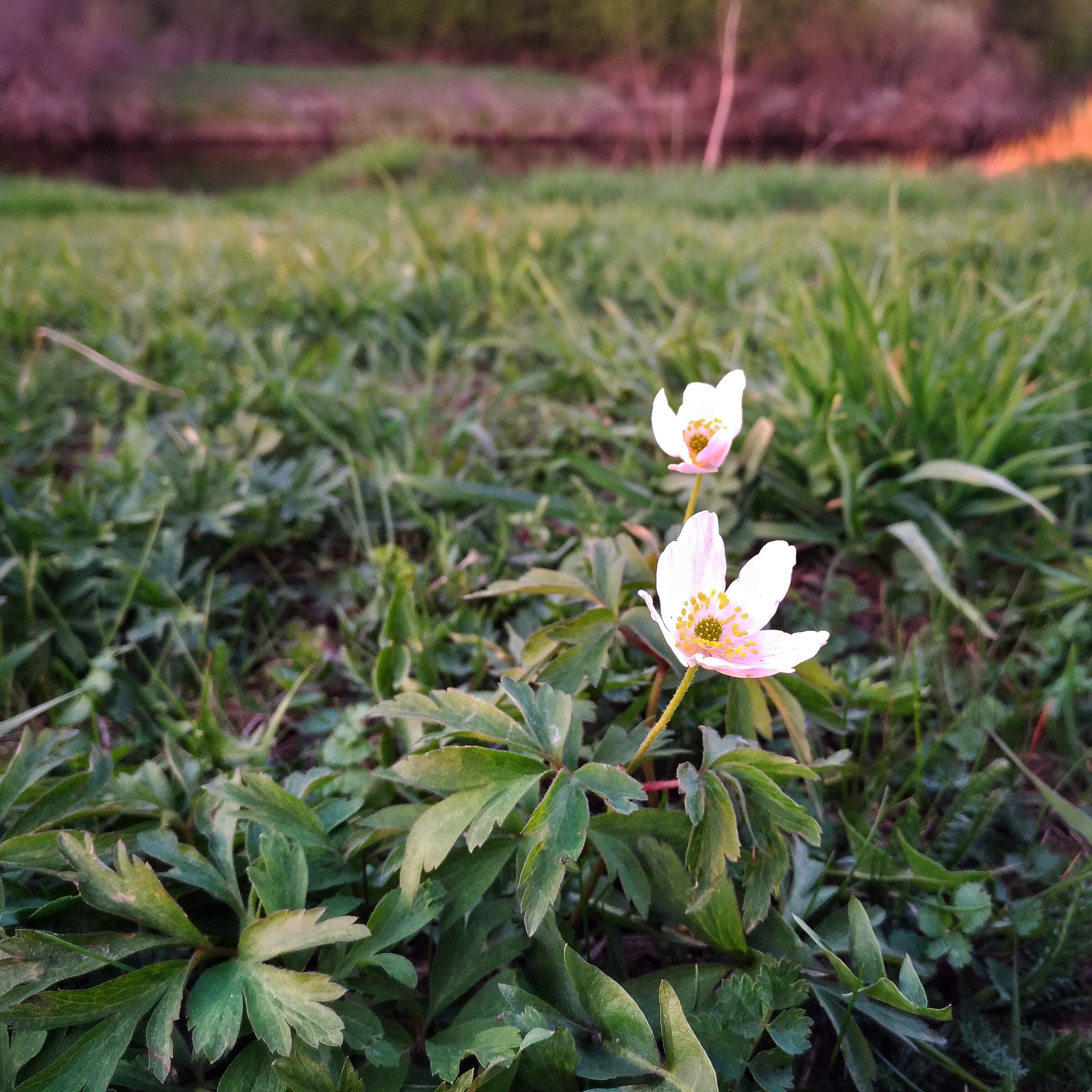 ASUS ZE520KL sample photo