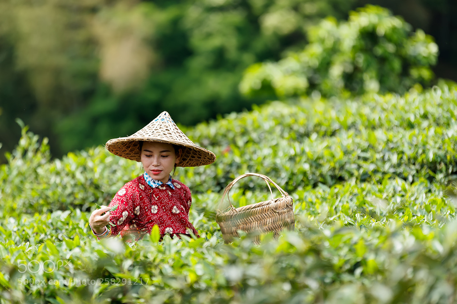 Canon EOS-1D X Mark II sample photo. Picking up tea photography