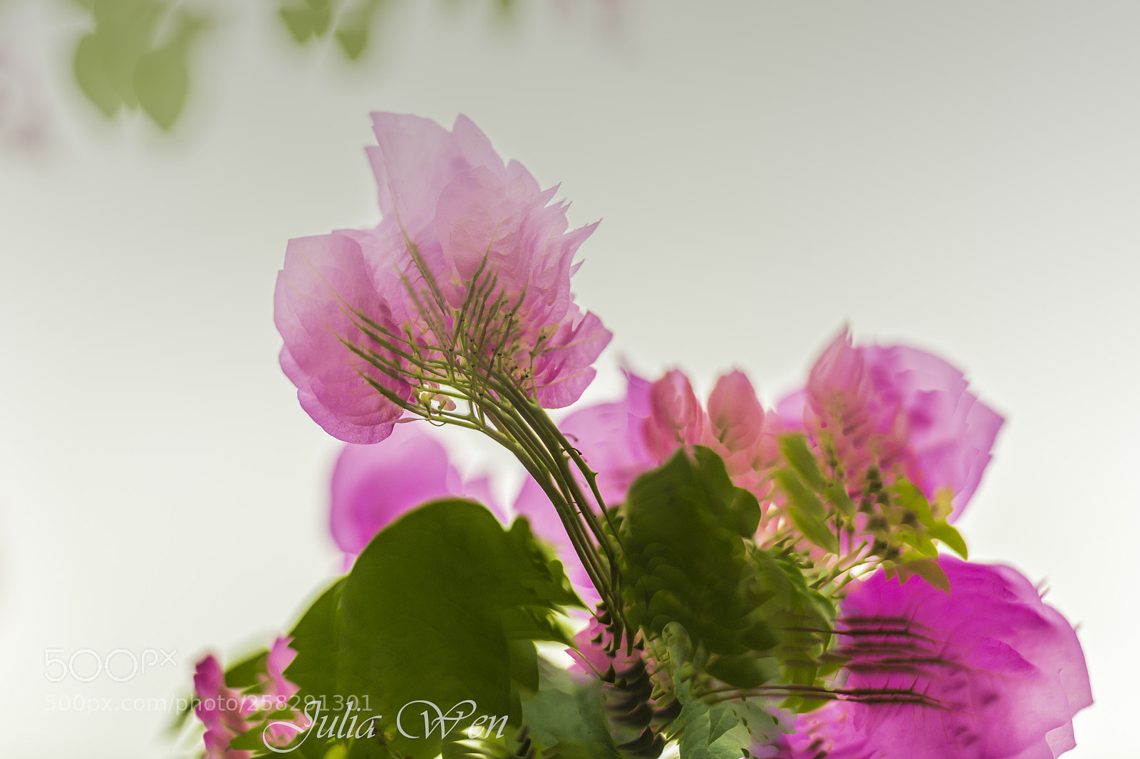 Nikon D850 sample photo. Wen photography