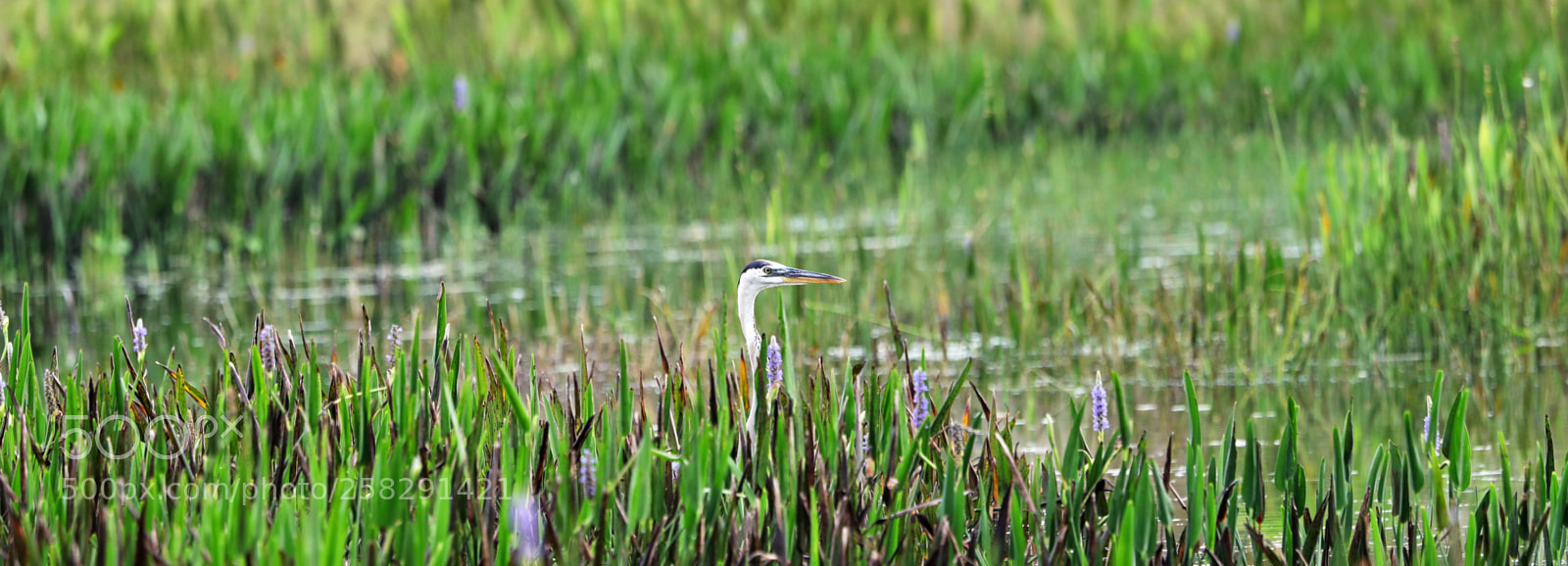 Canon EOS-1D X Mark II sample photo. 05-17-18-0018472.jpg photography