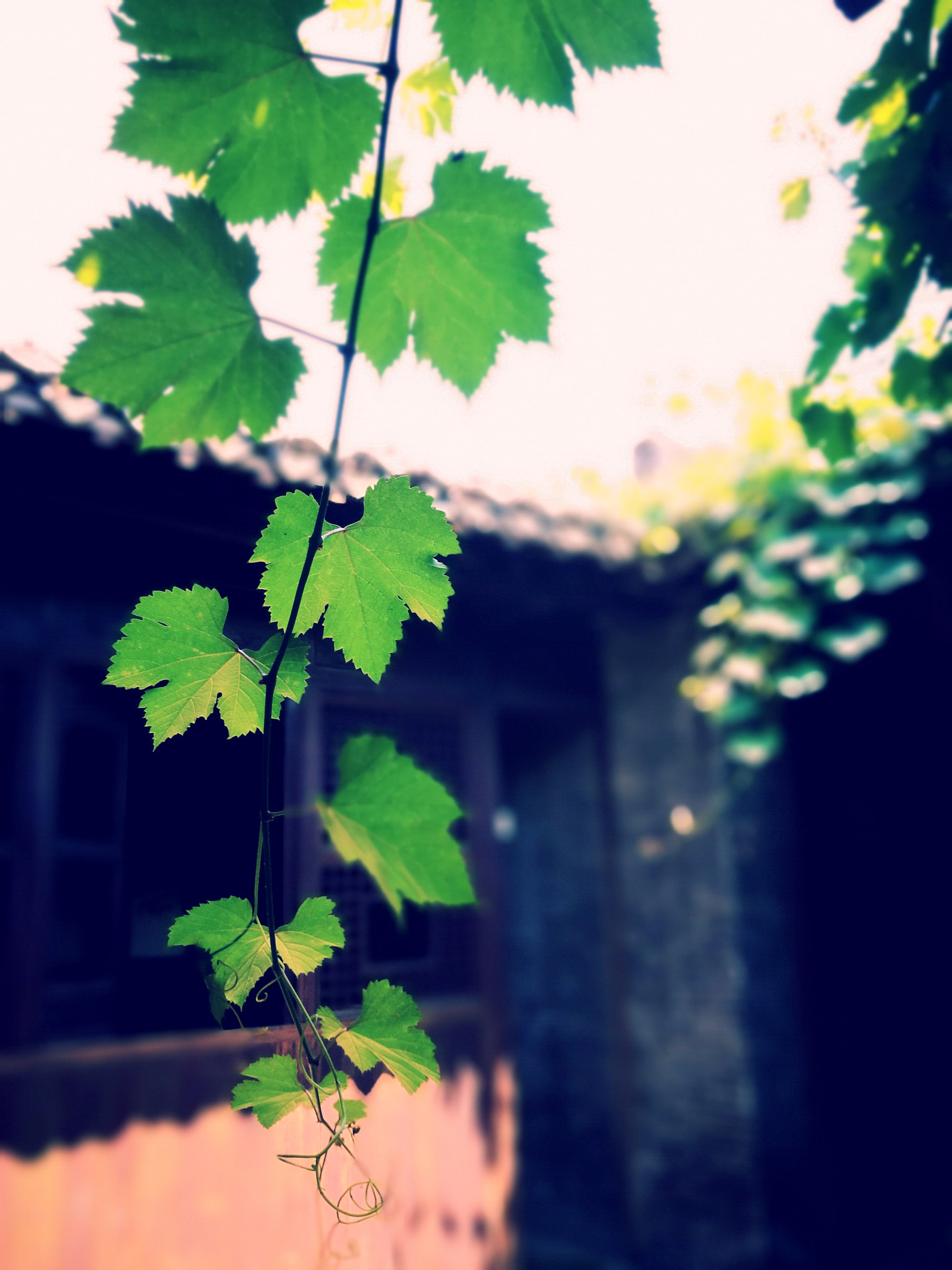 HUAWEI P9 Plus sample photo. Fresh green photography